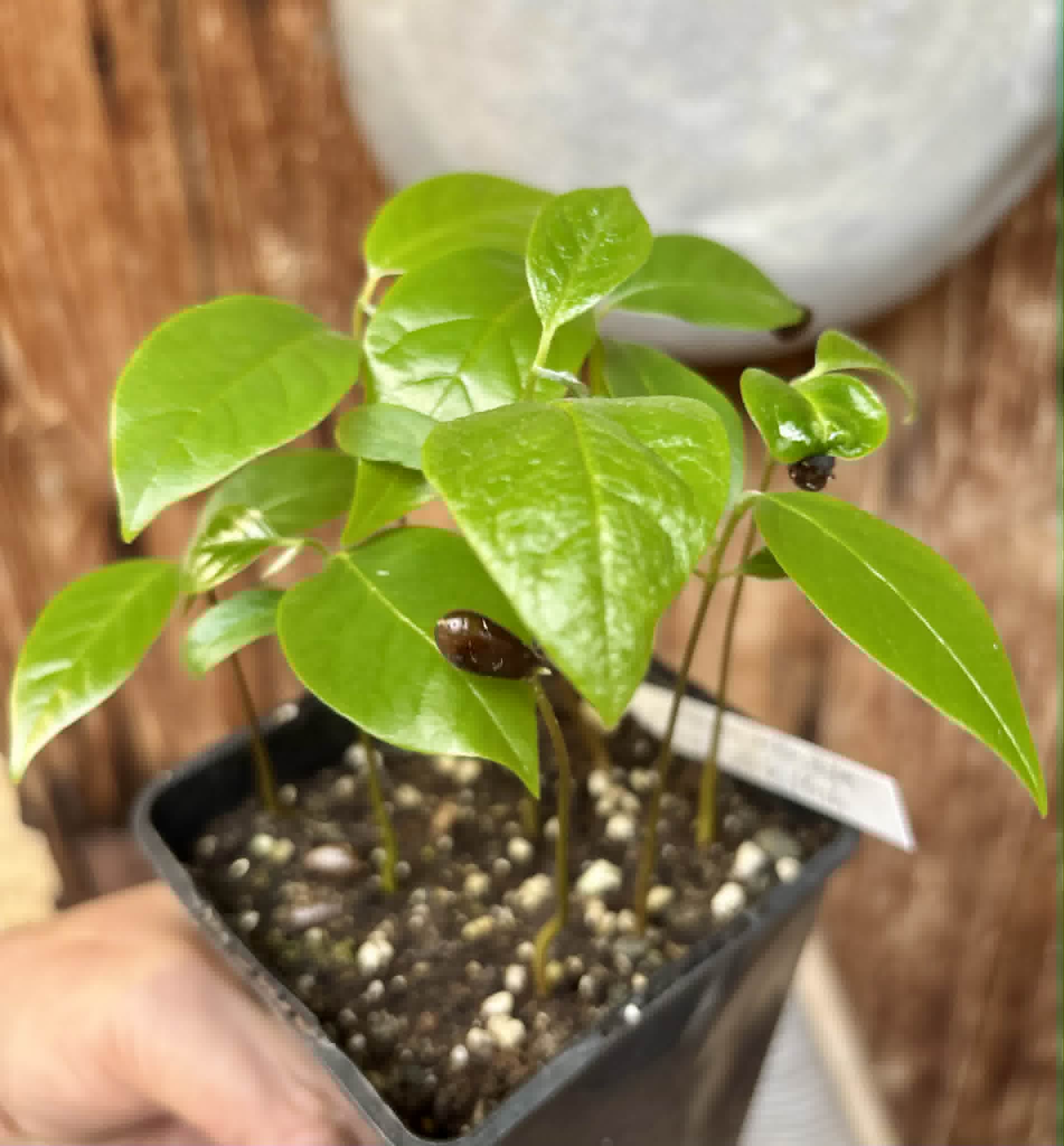 9 in 1 pot - Annona reticulata var Red - 9 seedlings in one pot / 9 Sämlinge in einem Topf