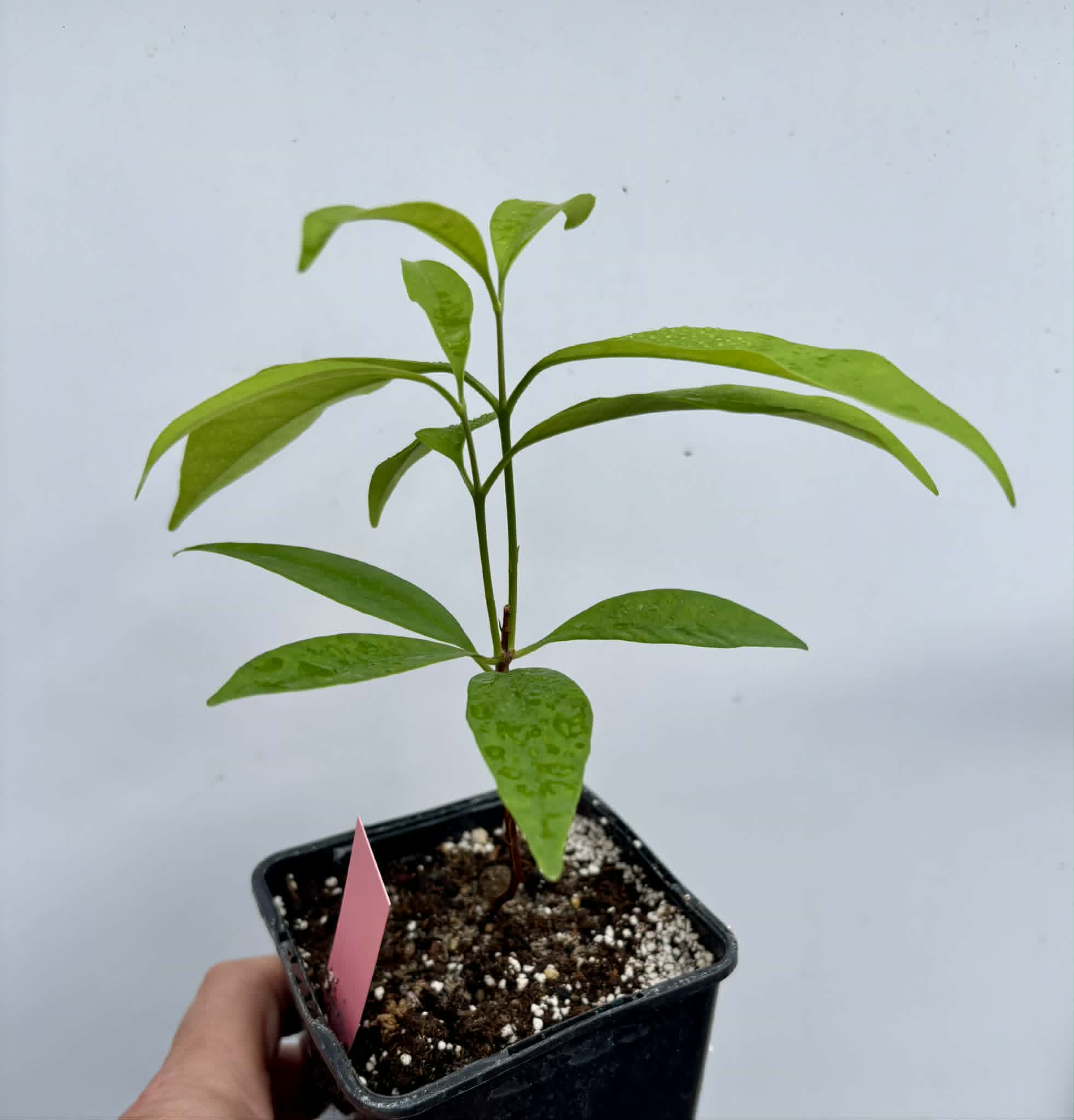 Grumixama-açu (Eugenia villae-novae) - 1 potted seedling / 1 getopfter Sämling