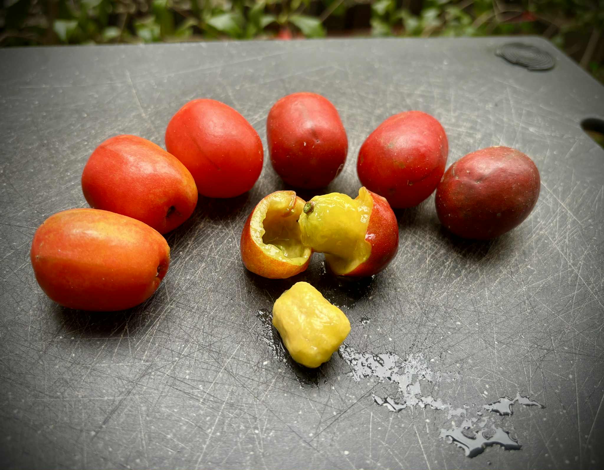 Ciruela (Spondias purpurea) -  1 fresh seed / 1 frischer Samen