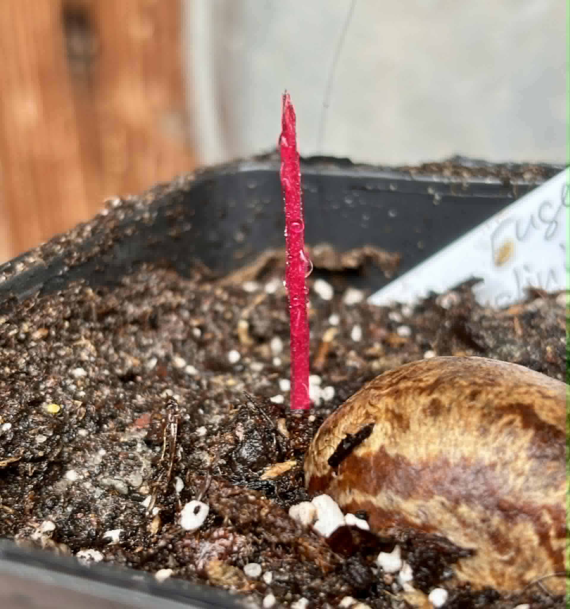 Eugenia sp Plinioides -  1 potted seedling / 1 getopfter Sämling