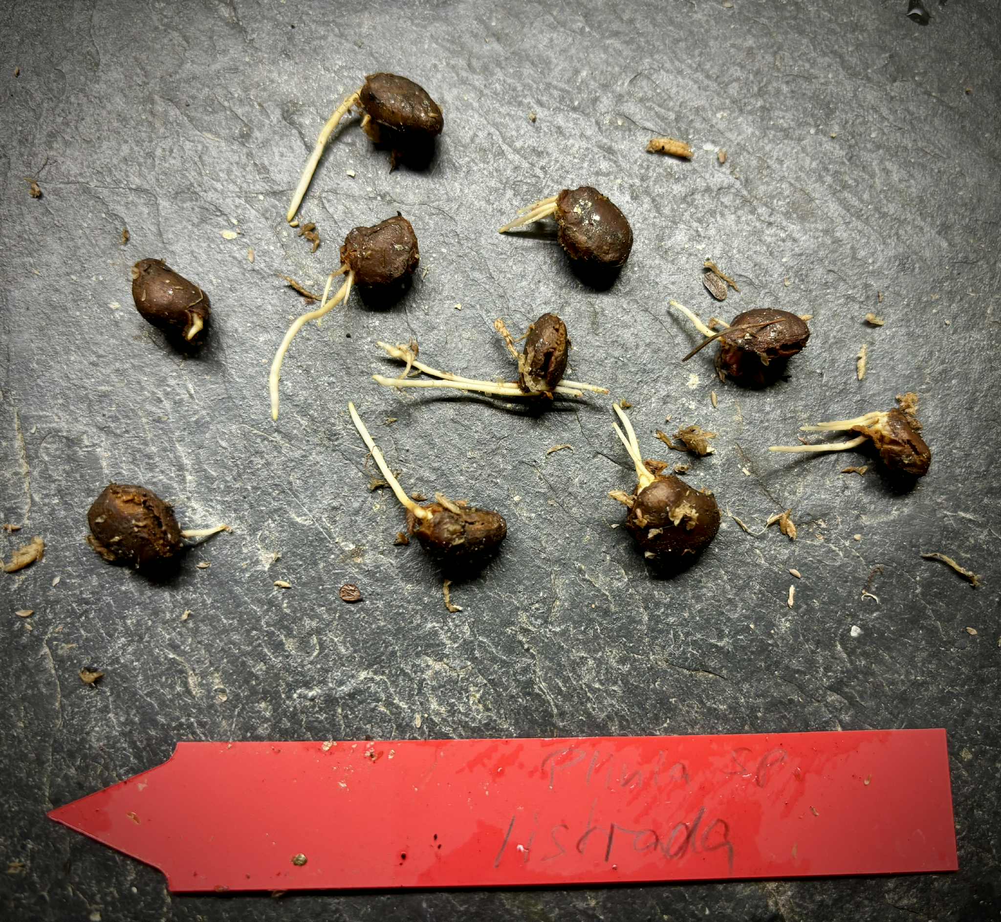 last 10 seeds - Plinia sp. Listrada - 1 germinated seed / 1 gekeimter Samen