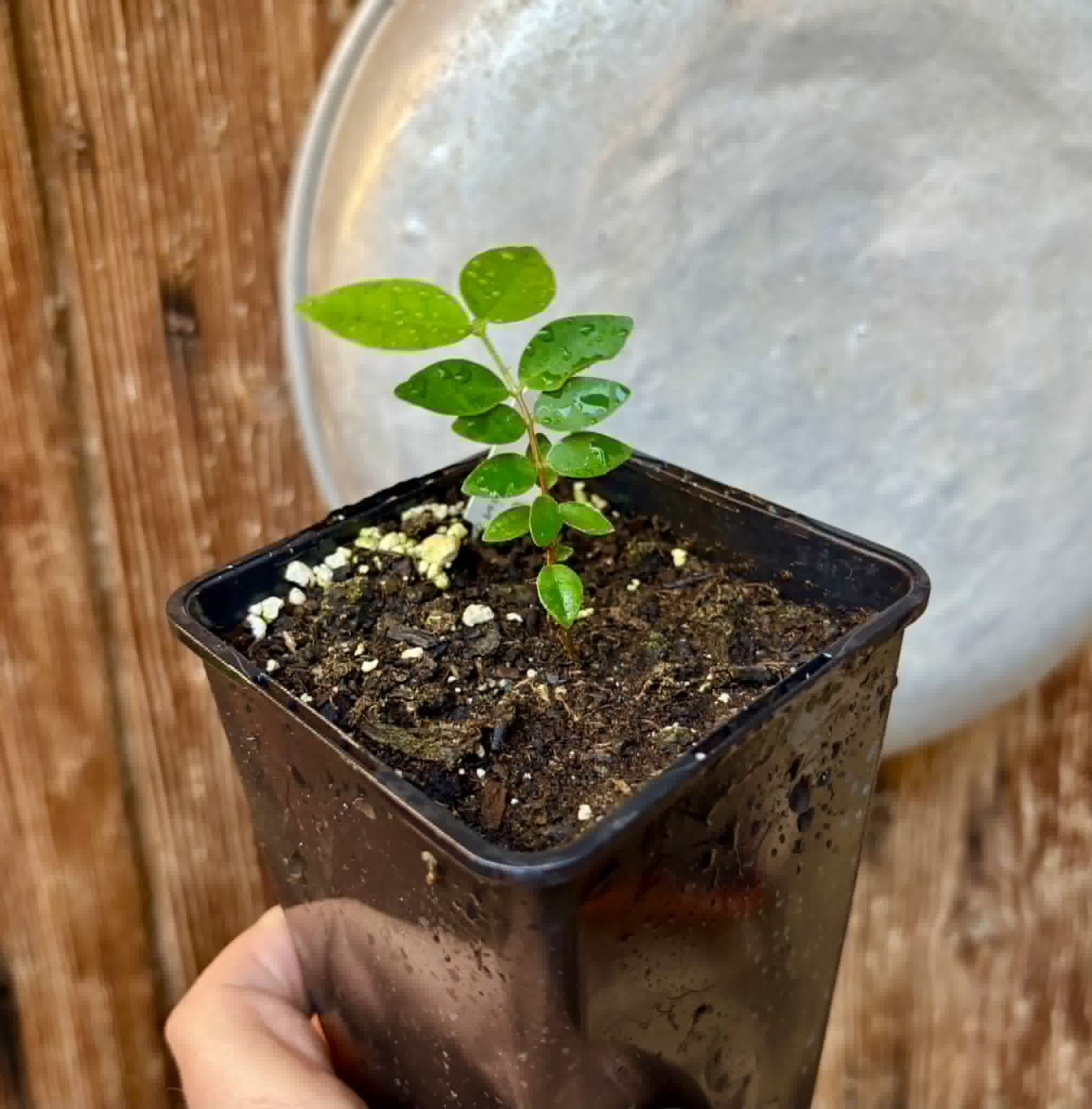 Eugenia hirta - 1 potted seedling/ 1 getopfter Sämling