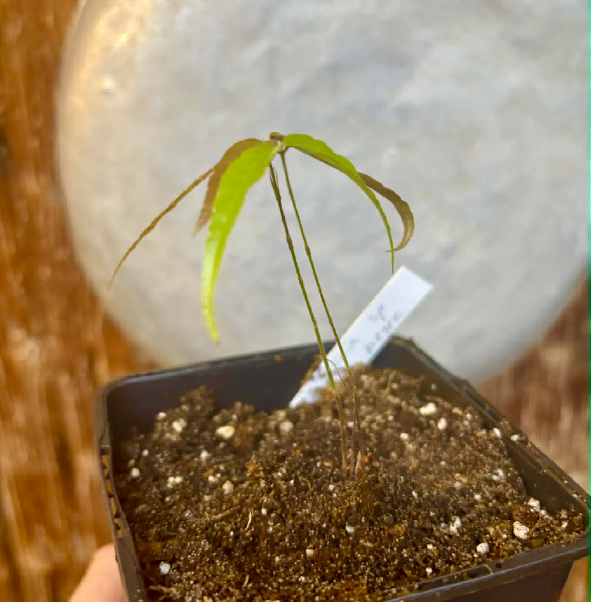 Plinia sp Perola negra - 1 potted seedling / 1 getopfter Sämling