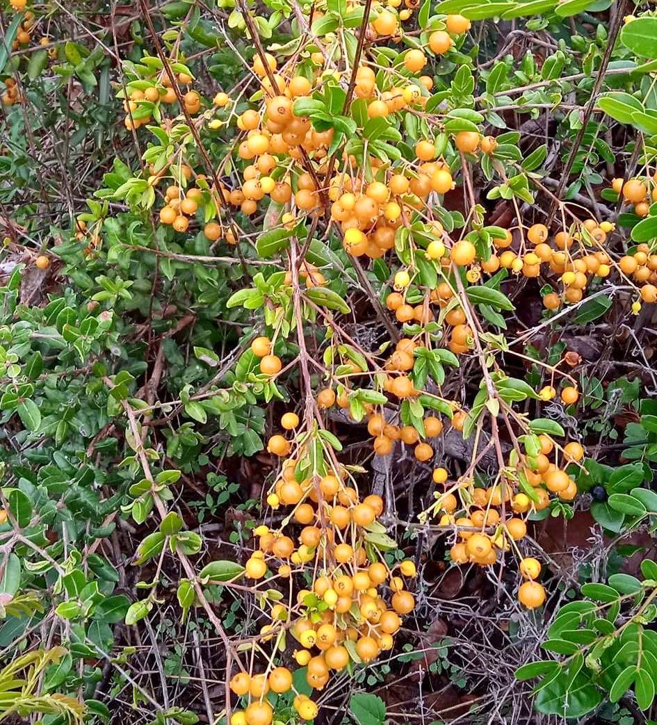 Guamirim amarelo (Calyptranthes sp) - potted plant / getopfte Pflanze