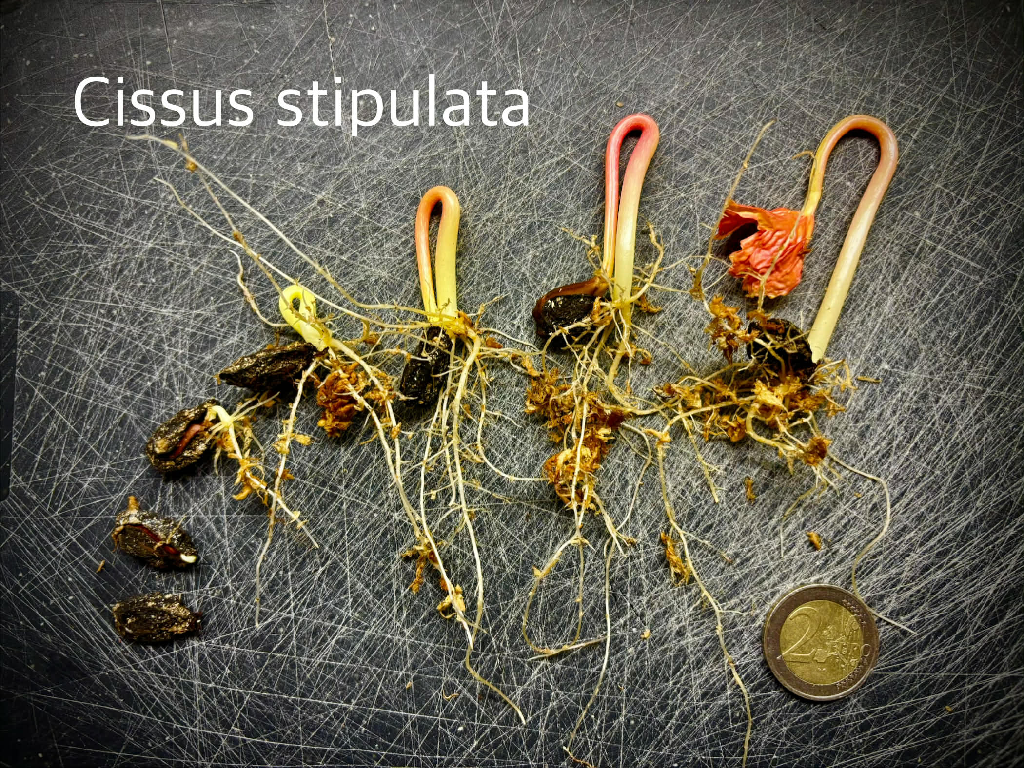 Uva do Mato de Mico-Dourado (Cissus stipulata) - 1 germinated seed / 1 gekeimter Samen