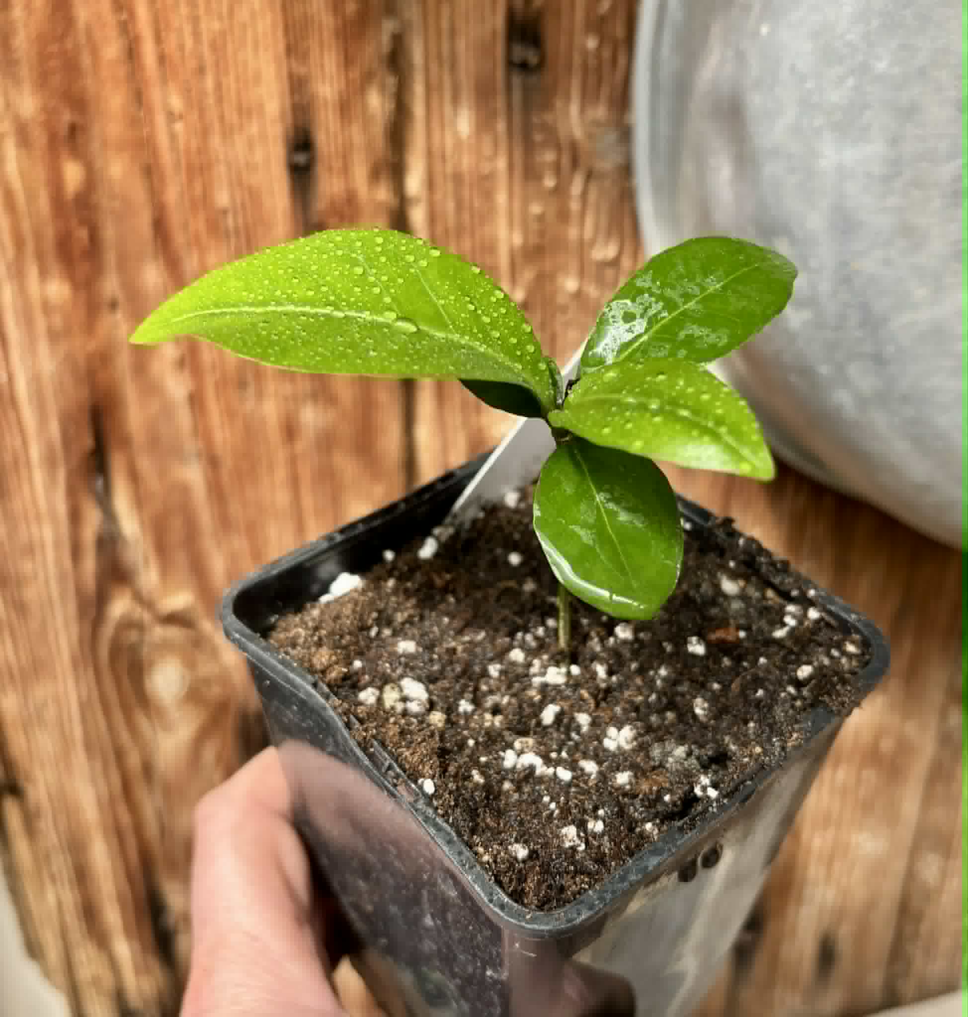 Glycosmis pentaphylla - Orangeberry -  1 potted seedling / 1 getopfter Sämling