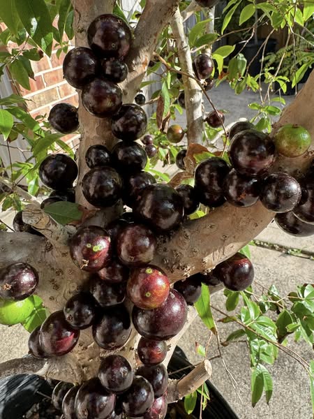 10 years old with flowers - Red Jaboticaba (Plinia cauliflora x P. aureana) - 1 potted plant / 1 getopfte Pflanze