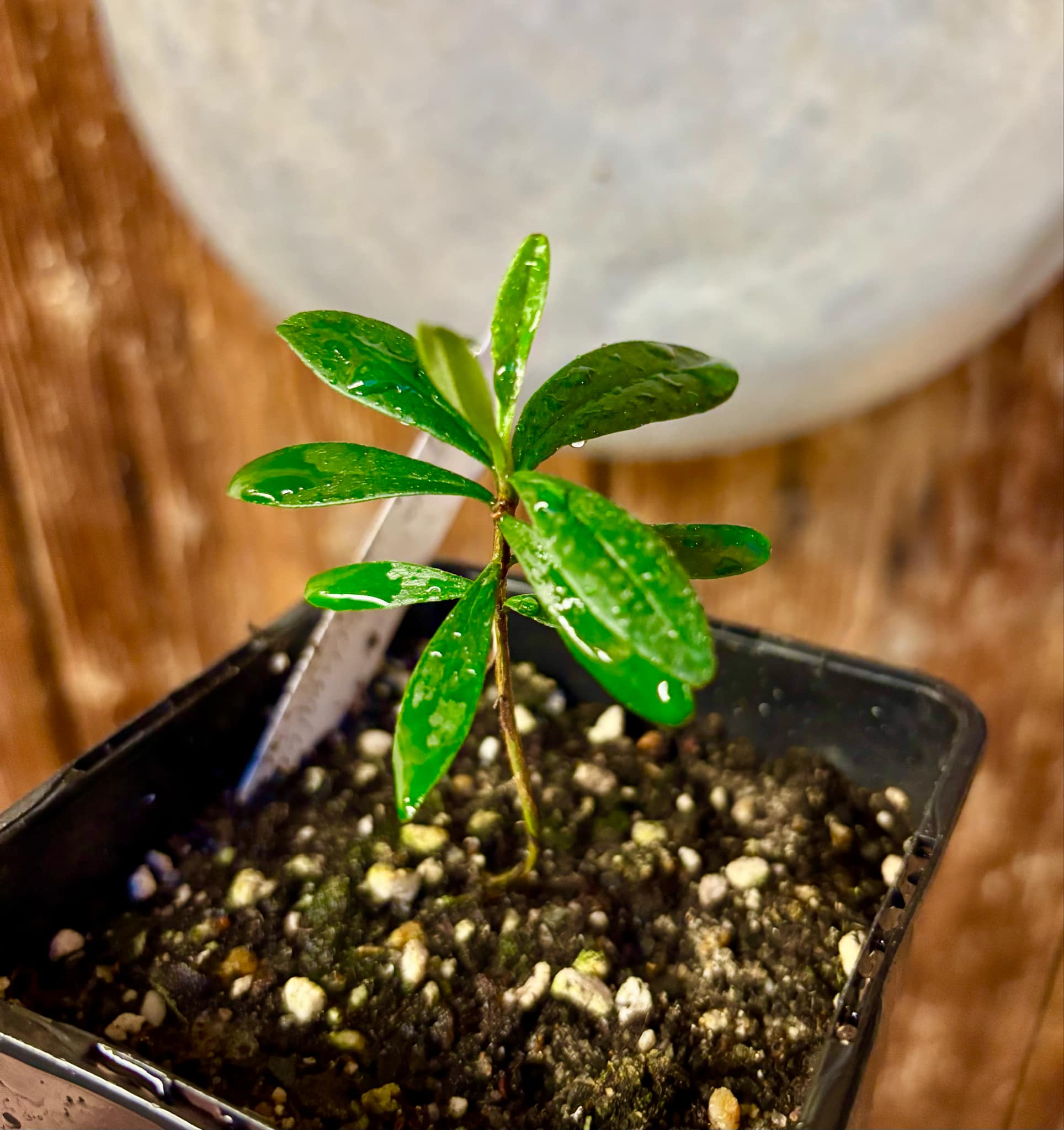 Pitomba (Eugenia luschnathiana) - 1 potted plant / 1 getopfte Pflanze