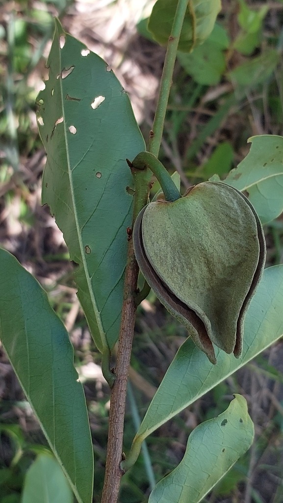 Annona densicoma  - 1 potted plant / 1 getopfte Pflanze