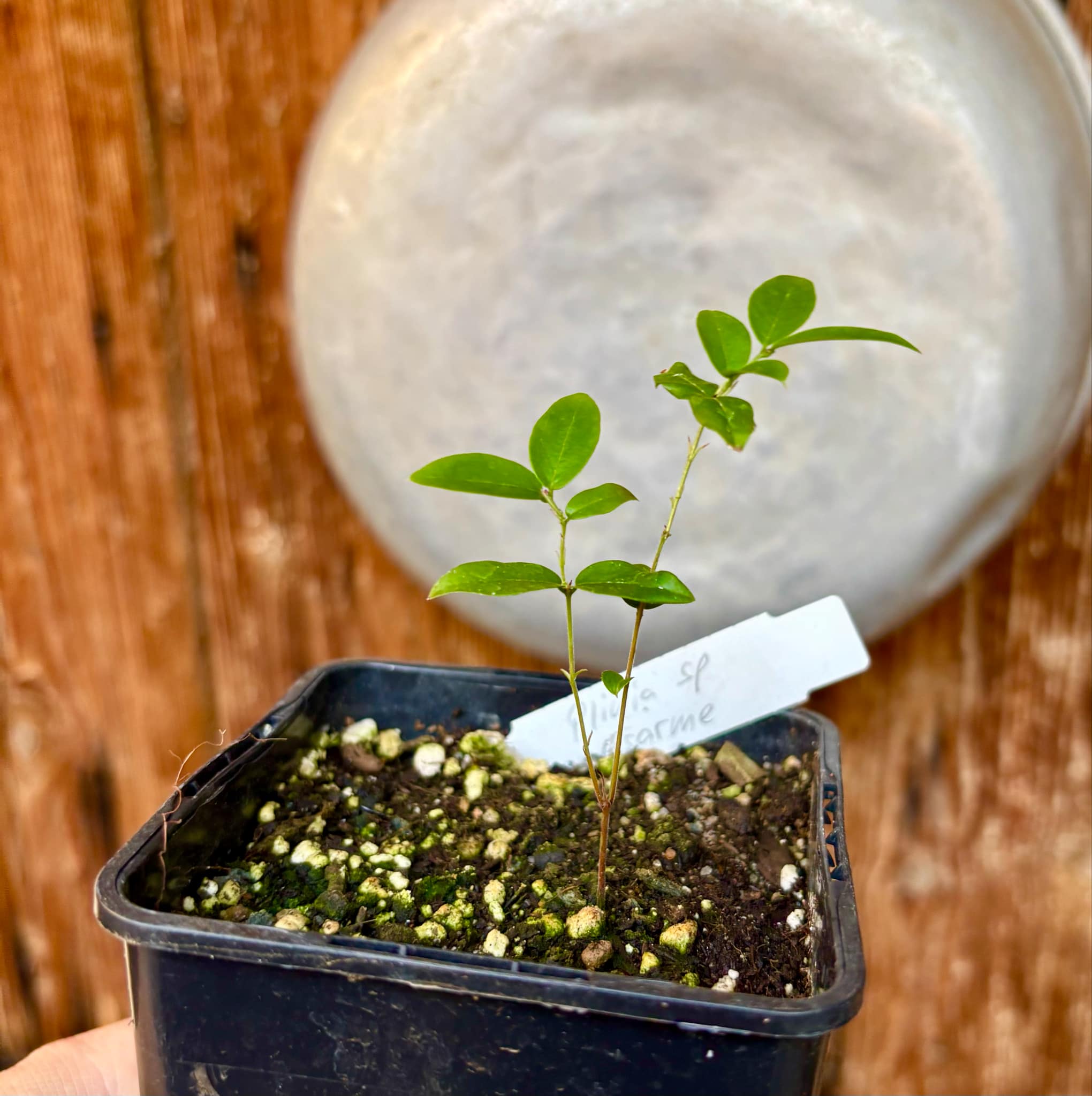 Jaboticaba - Plinia sp Esarme -  1 small potted seedling / 1 kleiner, getopfter Sämling