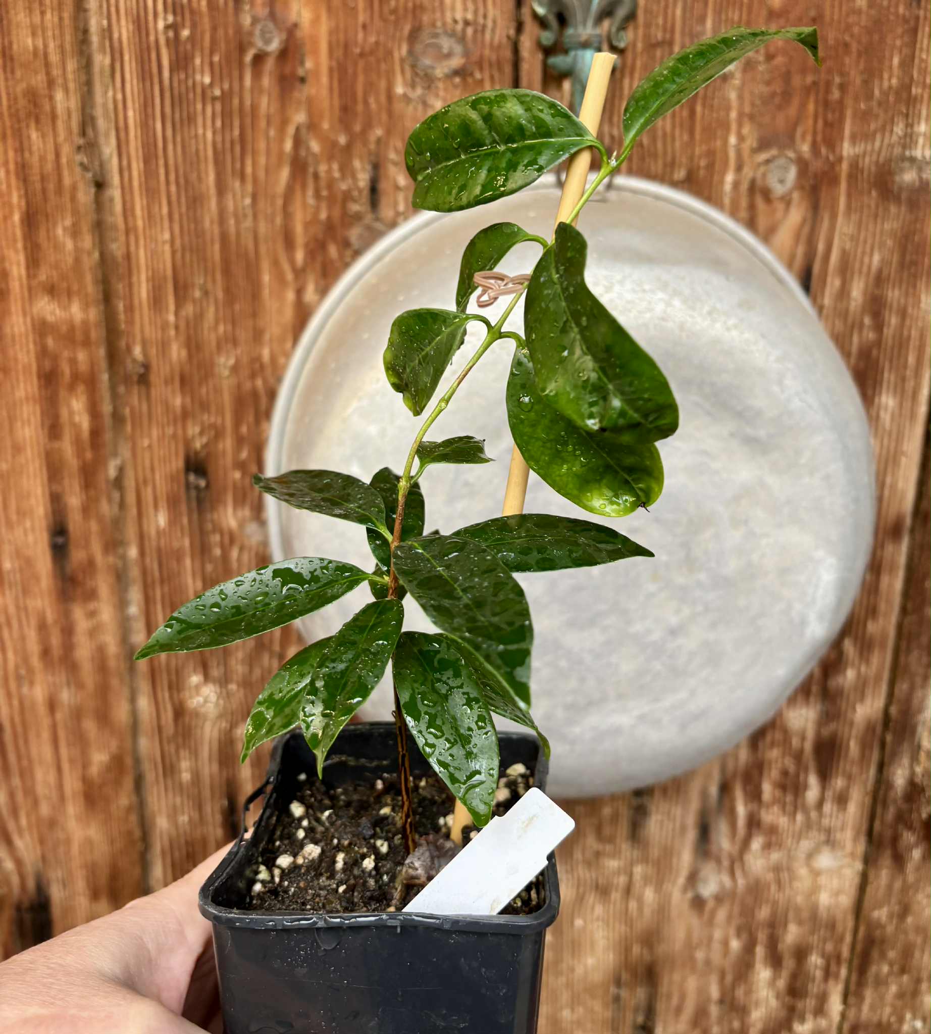 Eugenia flamingensis - 1 potted seedling / 1 getopfter Sämling