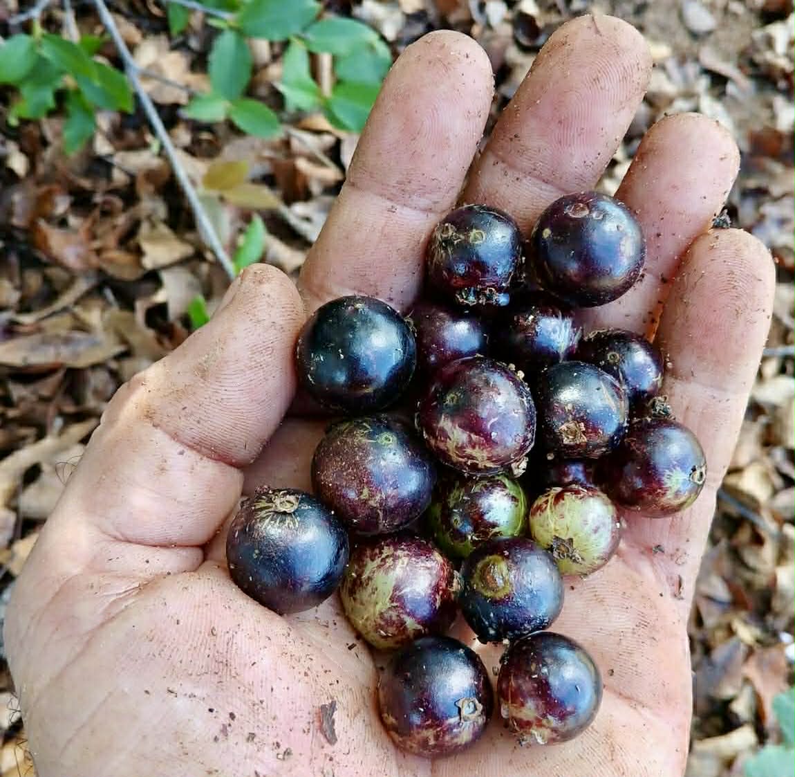 Pre Order - Plinia sp Tabuia -  1 fresh seed / 1 frischer Samen