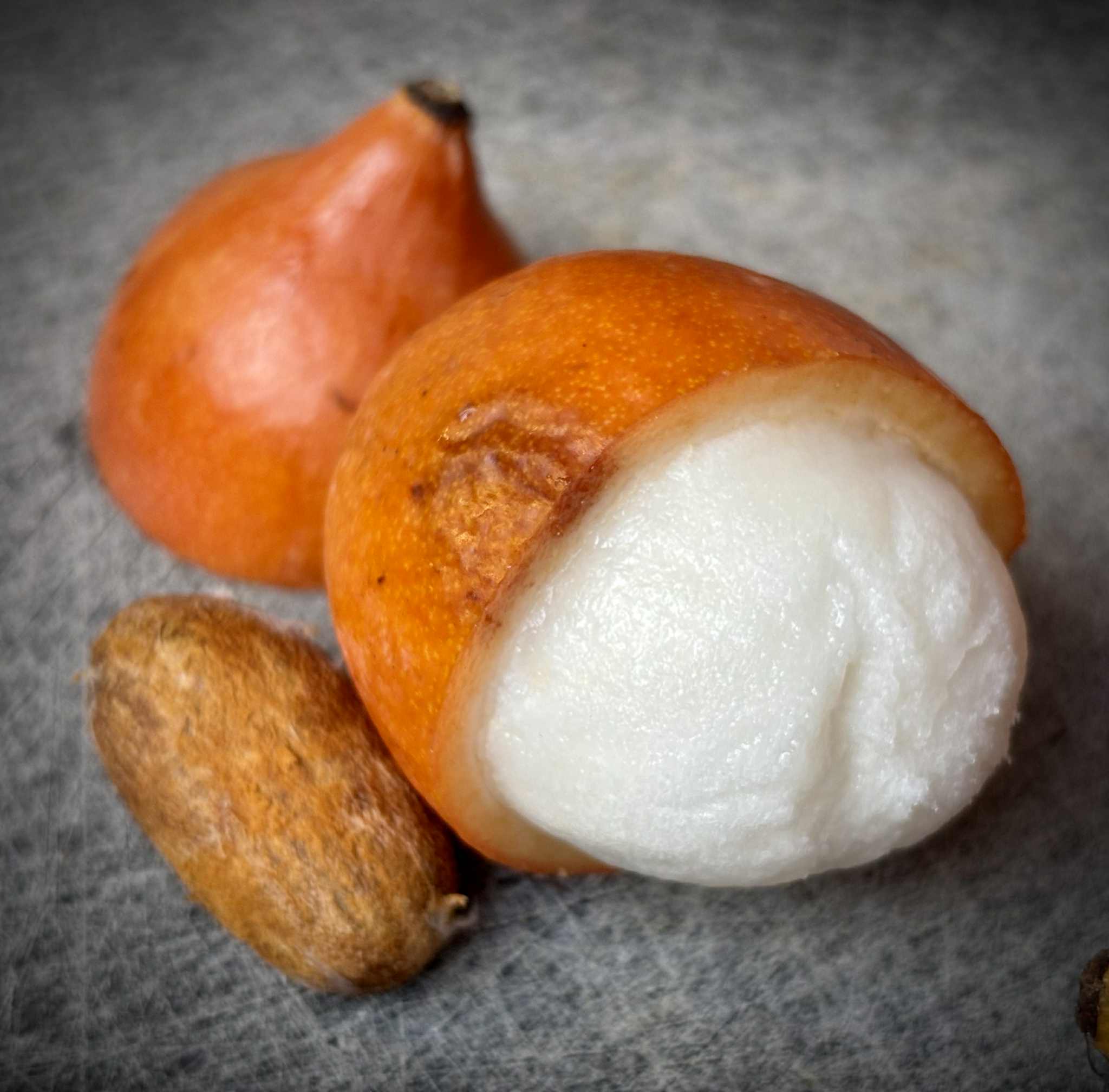 Achachairu (Garcinia humilis) - 1 fresh seed / 1 frischer Samen