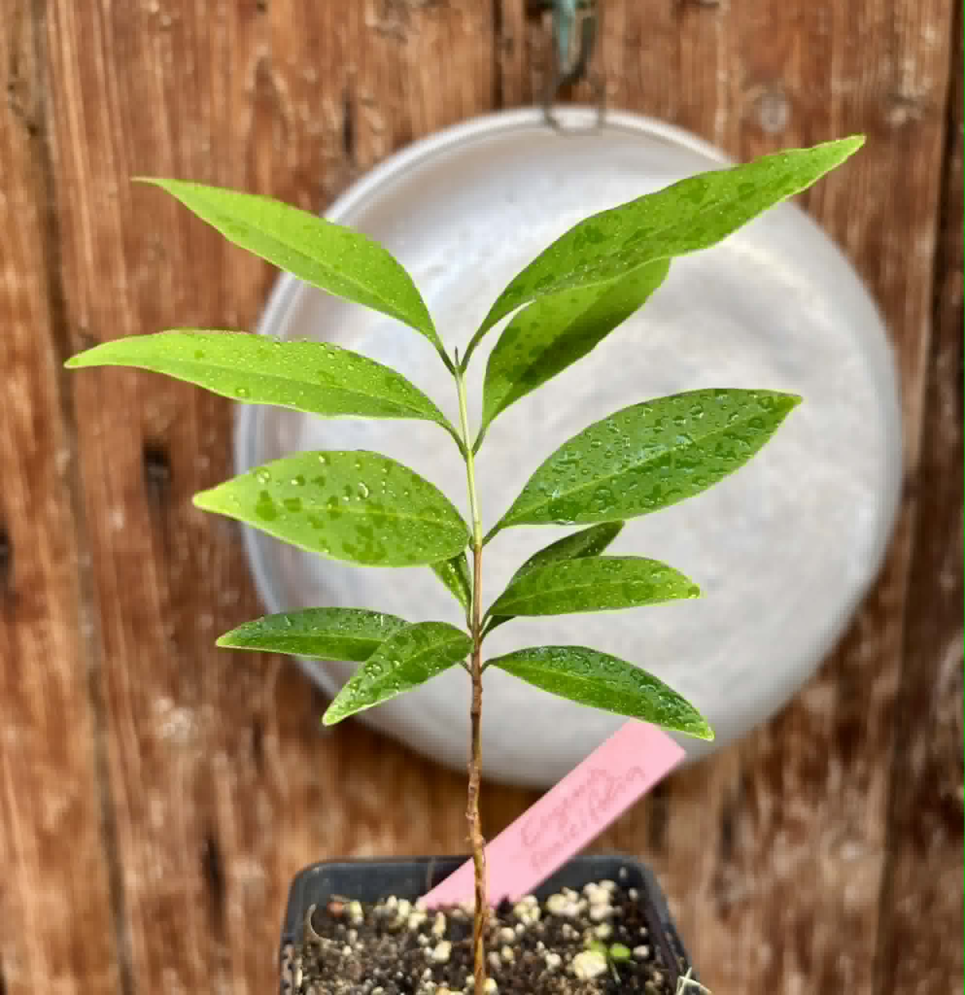 Eugenia punicifolia - 1 potted plant / 1 getopfte Pflanze
