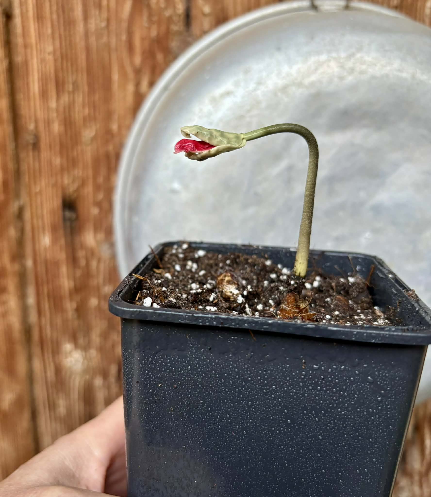Diospyros transitoria - 1 potted seedling / 1 getopfter Sämling