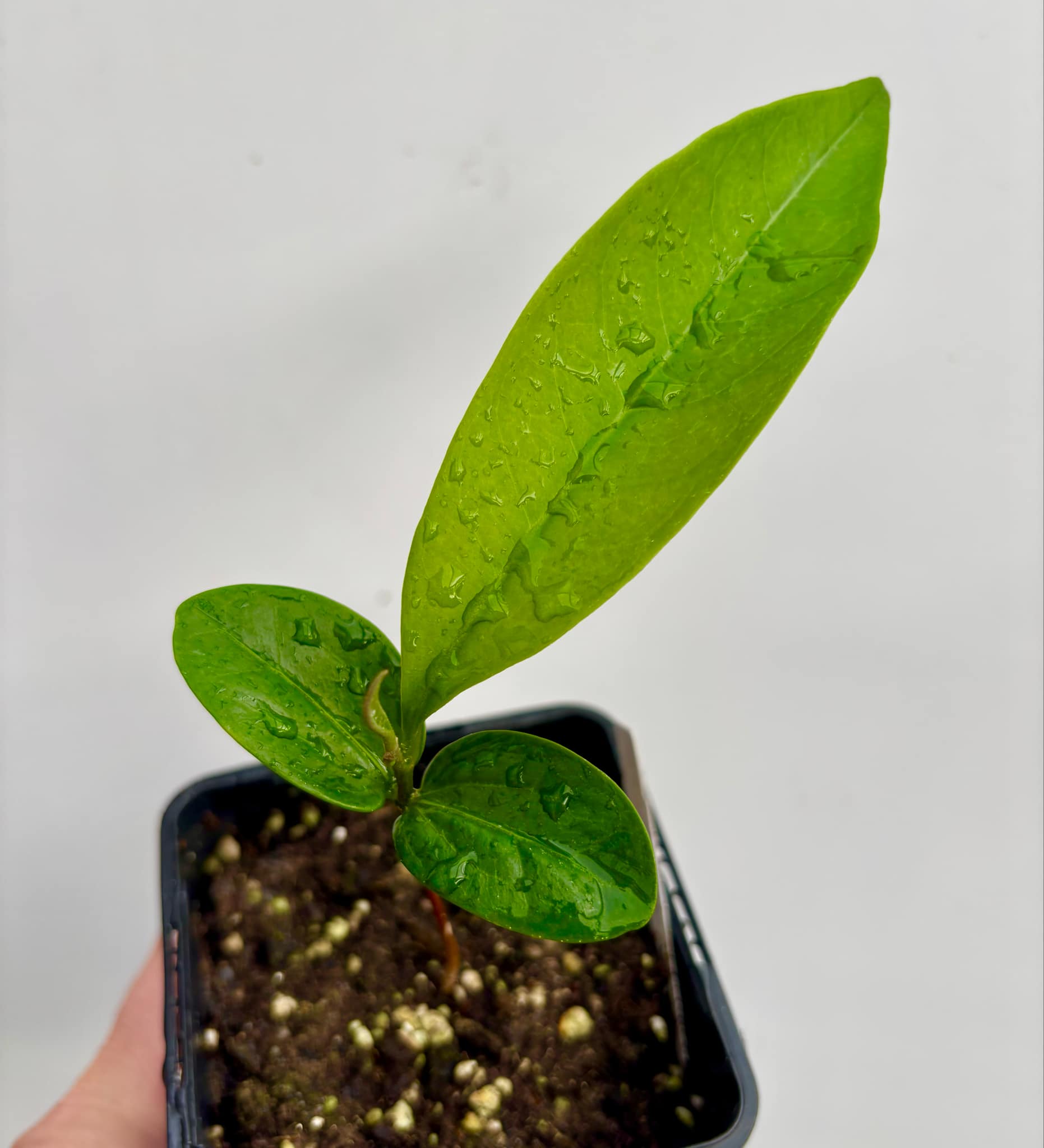 Aquai (Chrysophyllum gonocarpum)  -  1  potted seedling / 1 getopfter Sämling