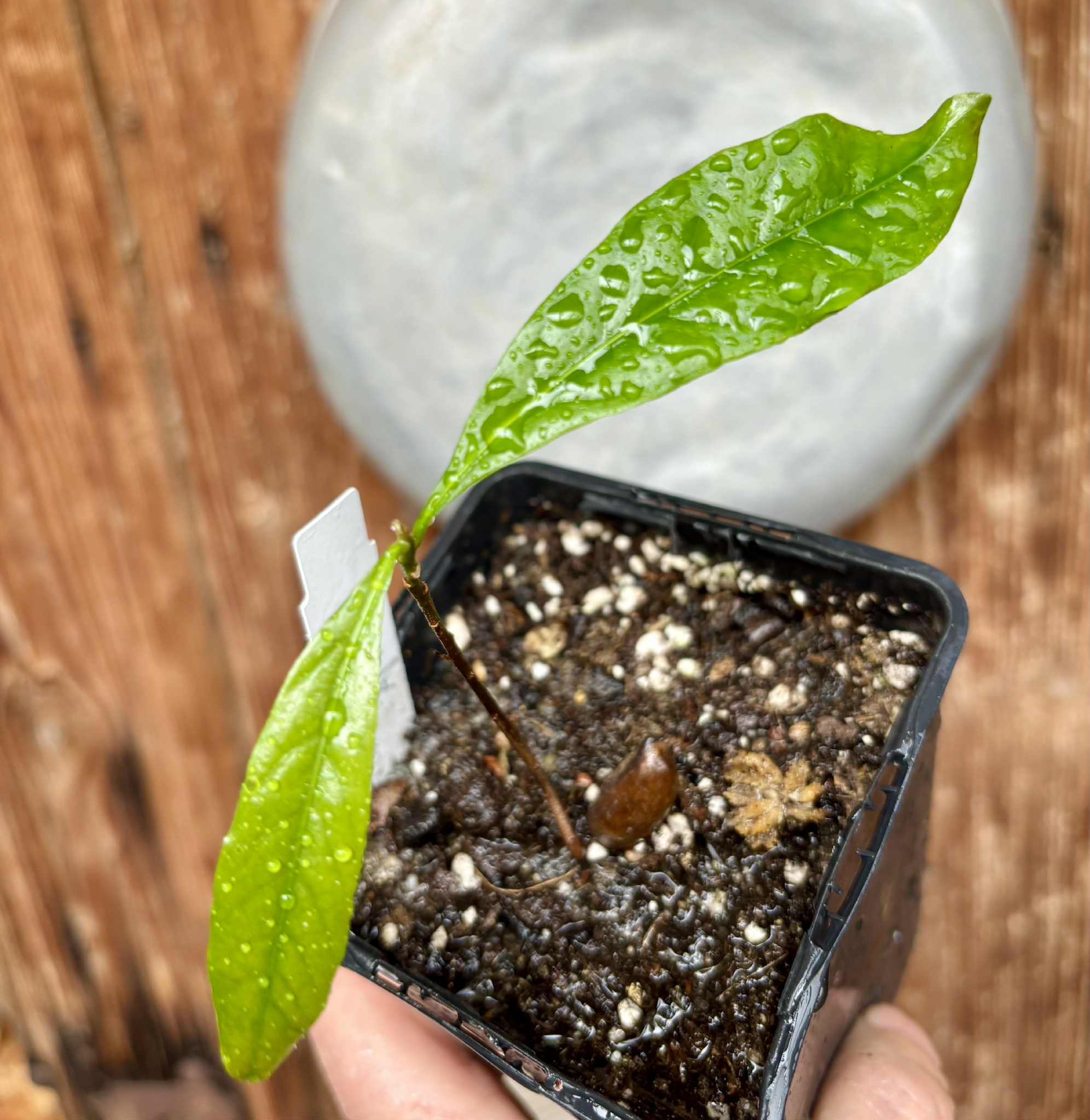 Pouteria sp Ajara - 1 potted plant / 1 getopfte Pflanze