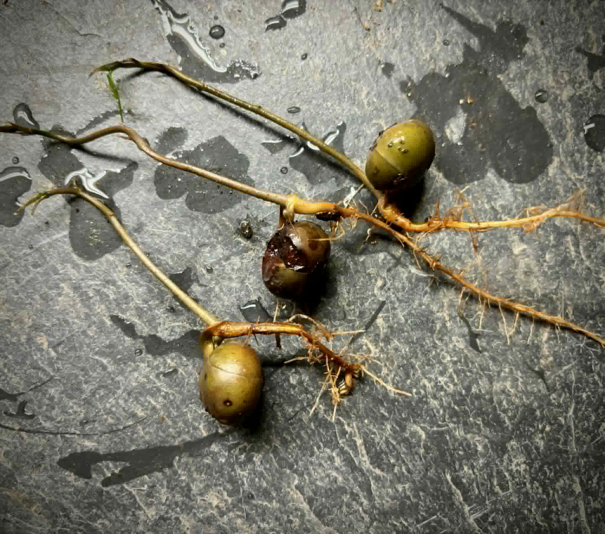 Brosimum alicastrum - Maya nut / Maya Nuss - 1 germinated seed / 1 gekeimter Samen