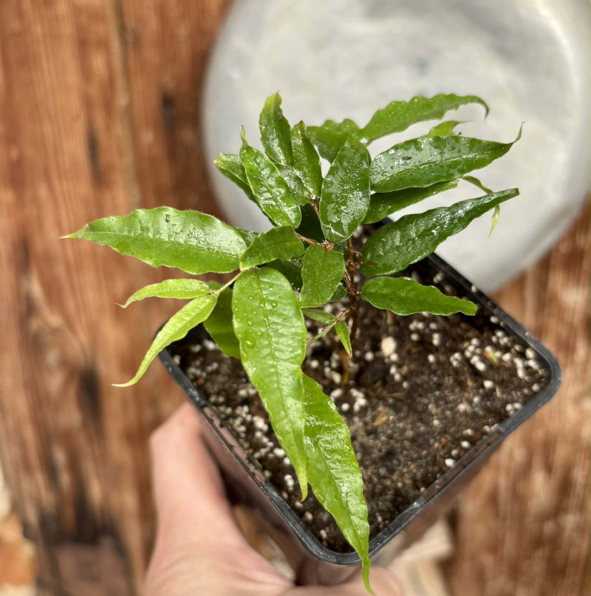 Plinia sp Dandara -  1 potted seedling / 1 getopfter Sämling