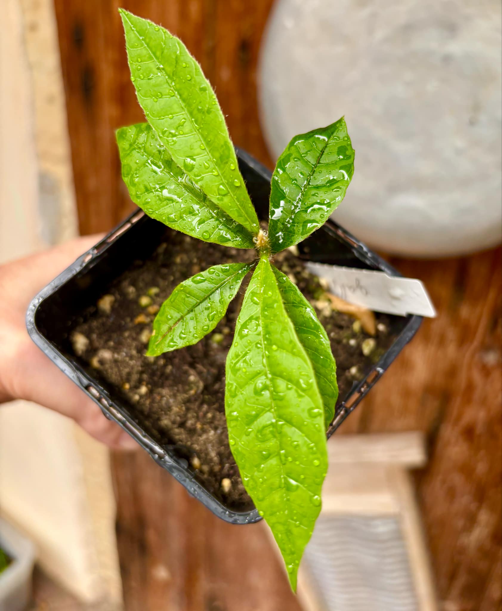 Pouteria torta subsp. gallifructa - Abiu Pilosa - 1 potted plant / 1 getopfte Pflanze Pouteria torta subsp. gallifructa - Abiu Pilosa - 1 potted plant / 1 getopfte Pflanze