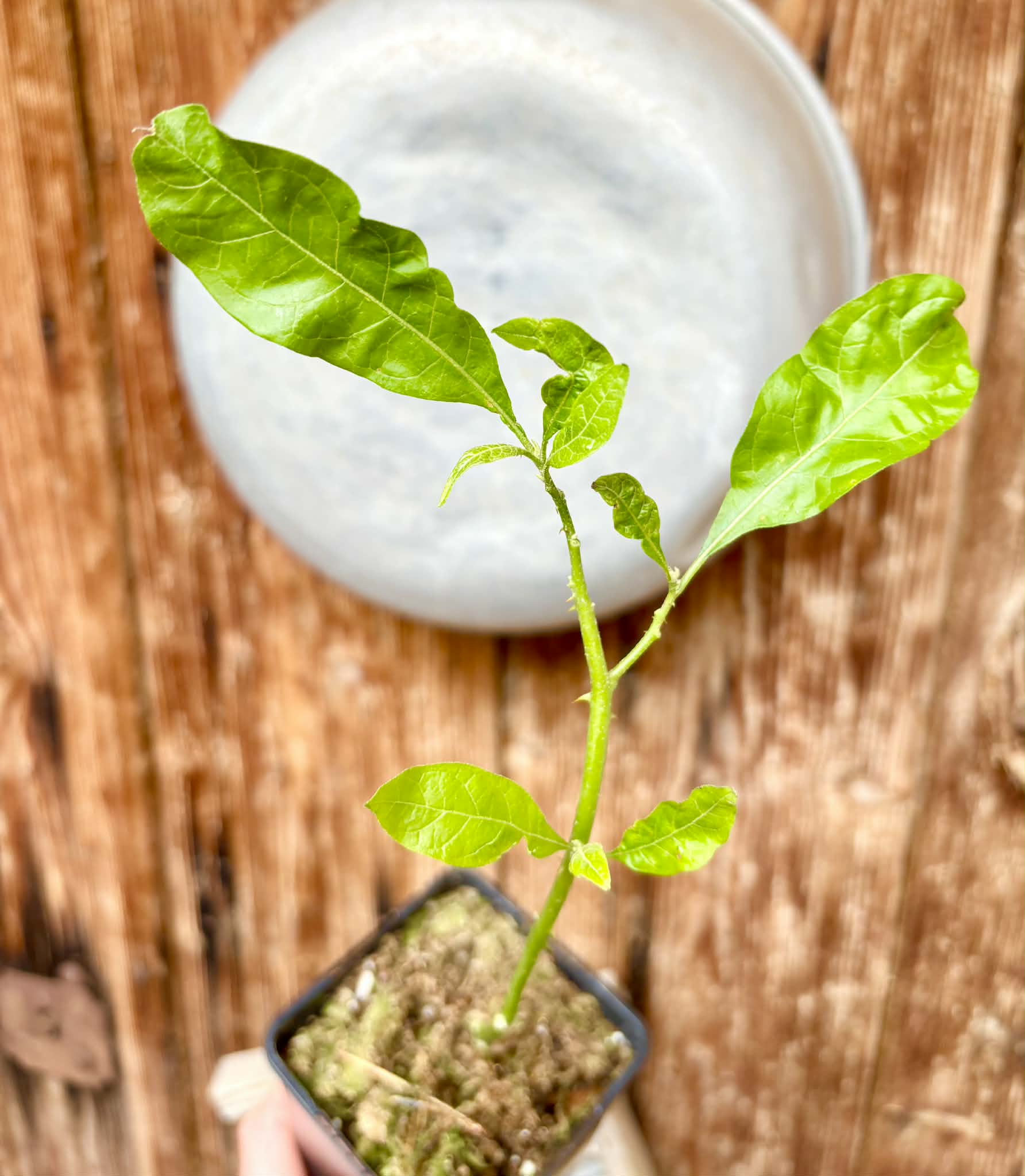 rooted cutting - Solanum schizandrum - 1 potted plant / 1 getopfte Pflanze