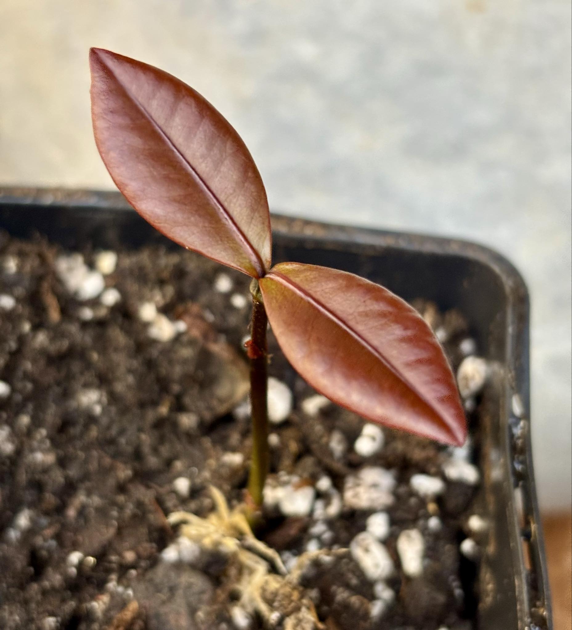 Bacupari Brasil (Garcinia brasiliensis) -  1 potted seedling / 1 getopfter Sämling Kopie