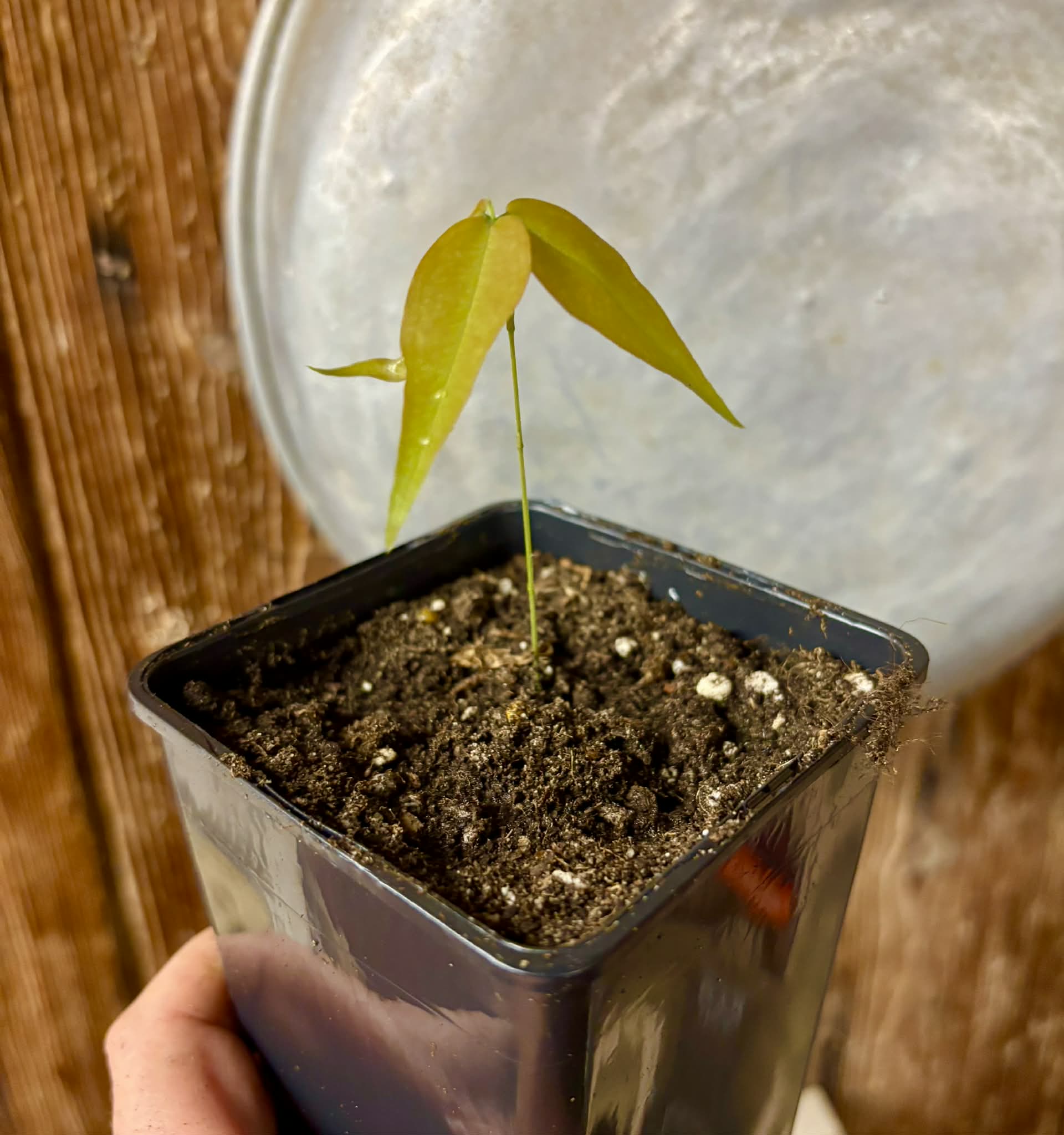 Plinia sp. Cachoeiro de Itapemirim - 1 potted seedling / 1 getopfter Sämling