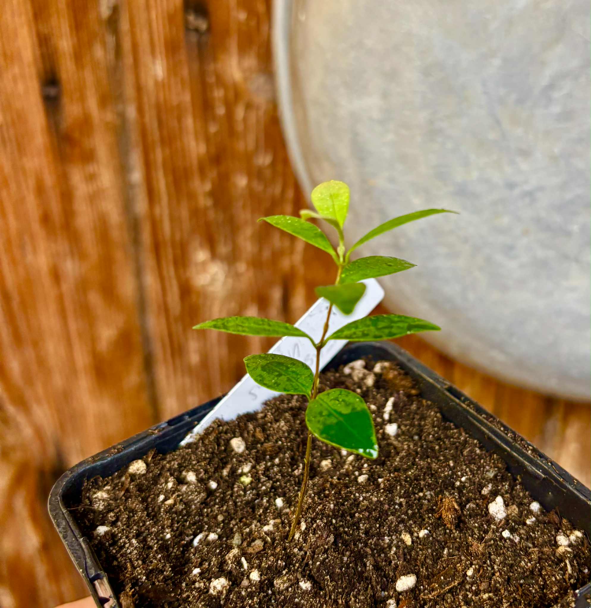 Eugenia sp Uvitas -  1 small potted seedling / 1 kleiner, getopfter Sämling