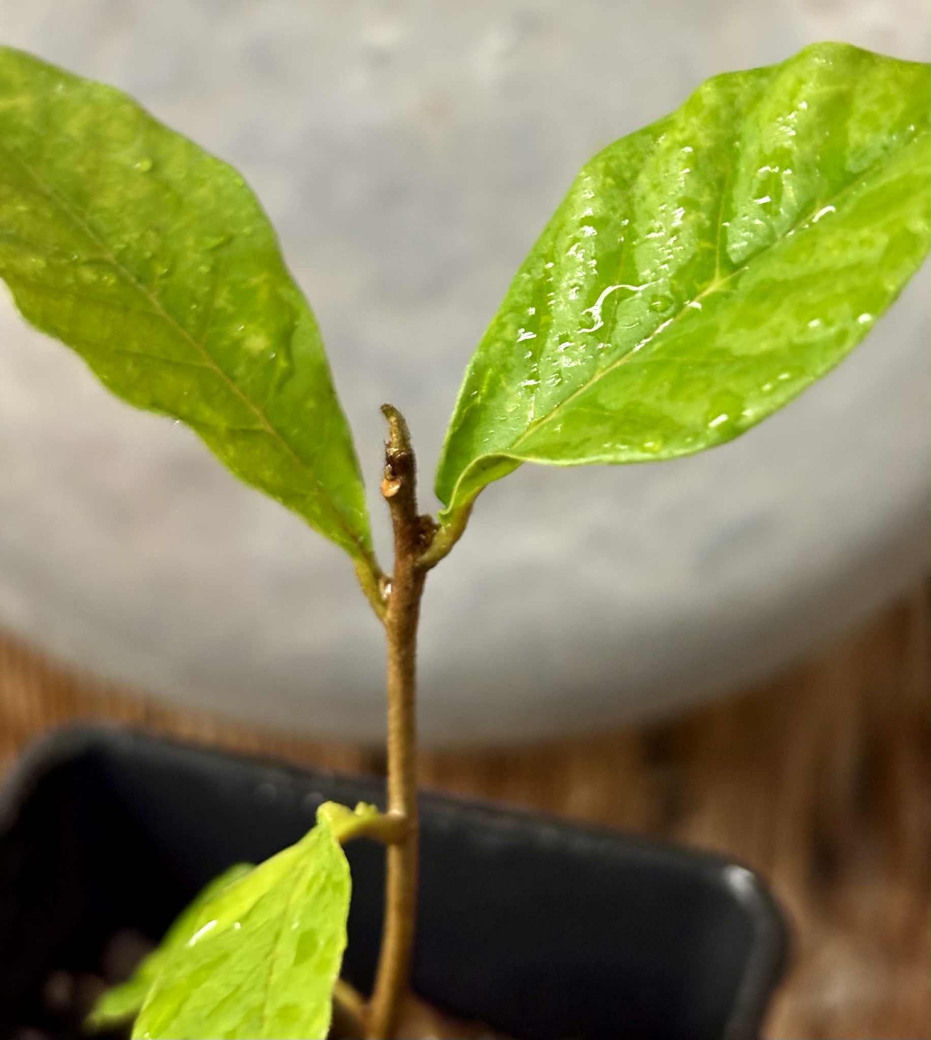 Marmixa (Pradosia lactescens) - 1 potted plant / 1 getopfte Pflanze