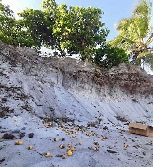 Cajuzinho - Anacardium humile - 2 fresh seeds / 2 frische Samen Cajuzinho - Anacardium humile - 2 fresh seeds / 2 frische Samen