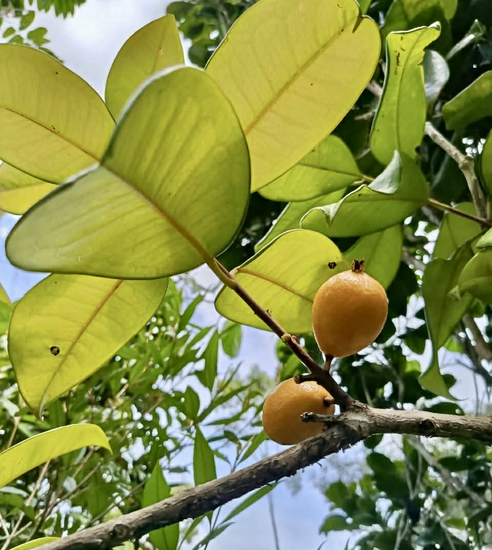 Eugenia sp Plinioides - Rare exotic plant and seeds - Seltene exotische Pflanze und Samen
