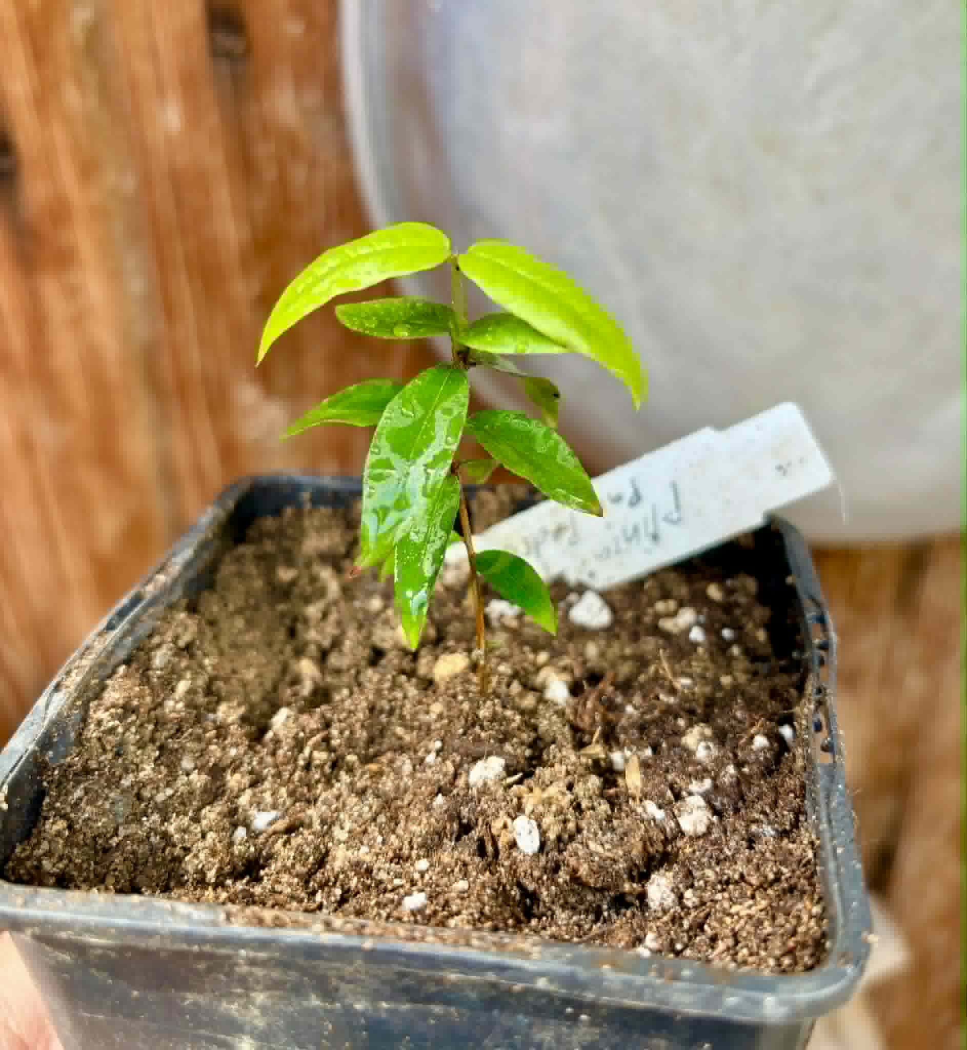 Plinia sp Pai Pedro -  1 potted seedling  / 1 getopfter Sämling