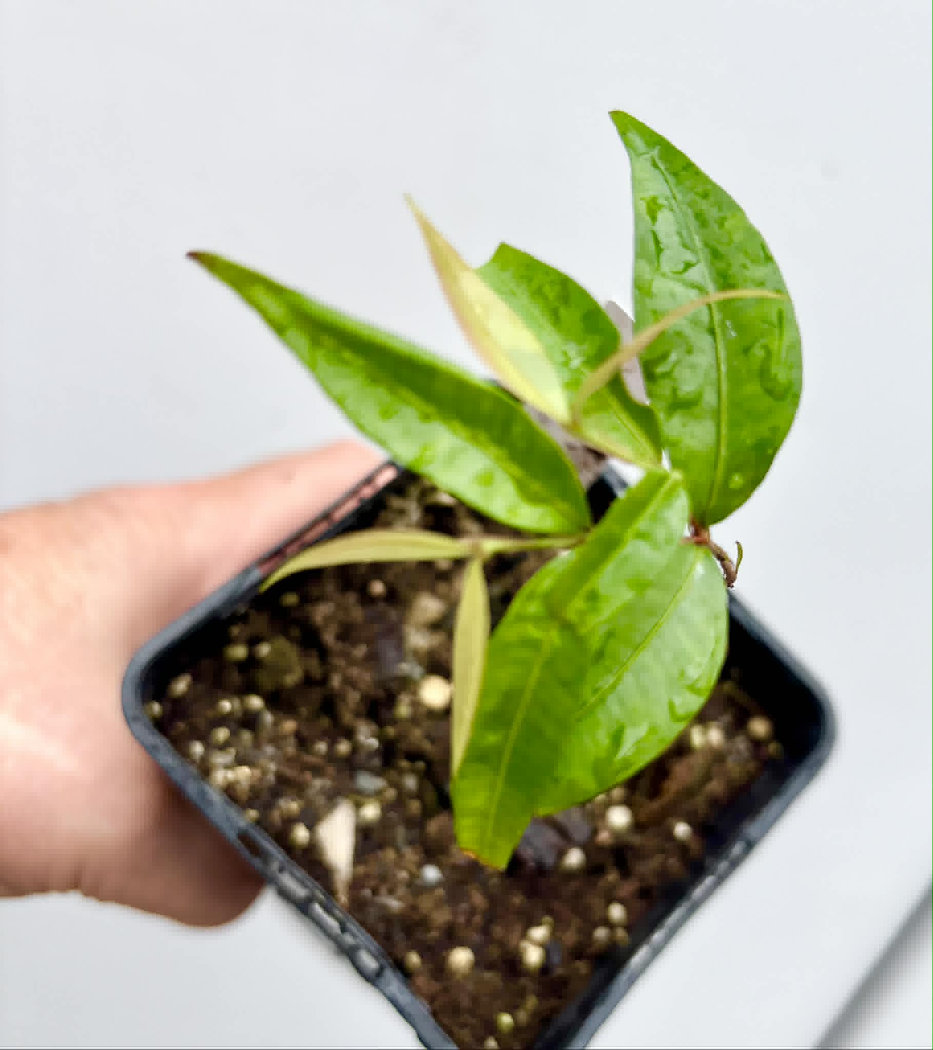 Neomitranthes sp Vinaceo - 1 potted seedling / 1 getopfter Sämling
