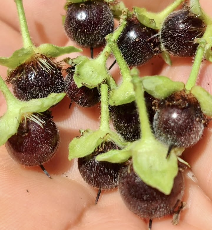 Guaí (Prockia crucis) - 10 fresh seeds / 10 frische Samen 
