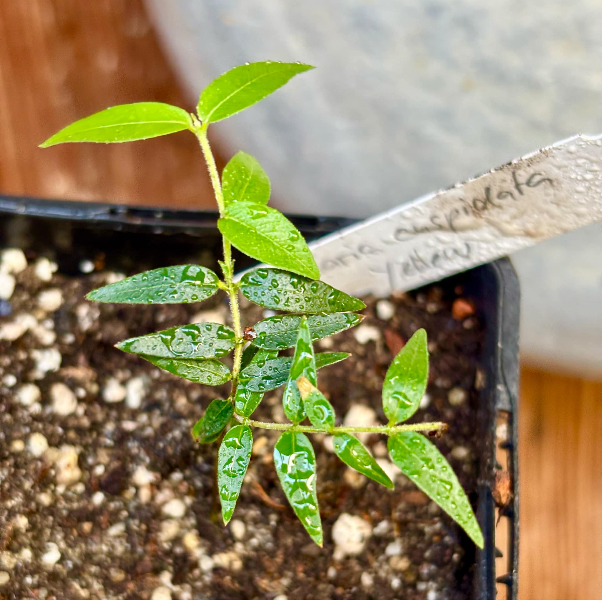 Myrciaria cuspidata YELLOW - 1 small potted plant / 1 kleine, getopfte Pflanze