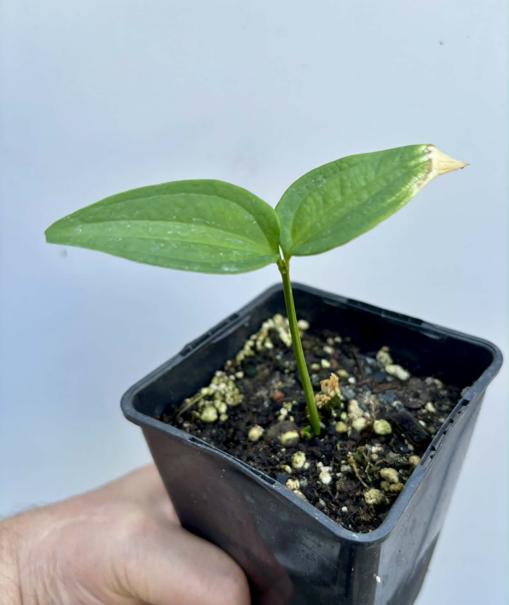 Dulacia sp. Cafe Doce  -  1 potted seedling / 1 getopfter Sämling