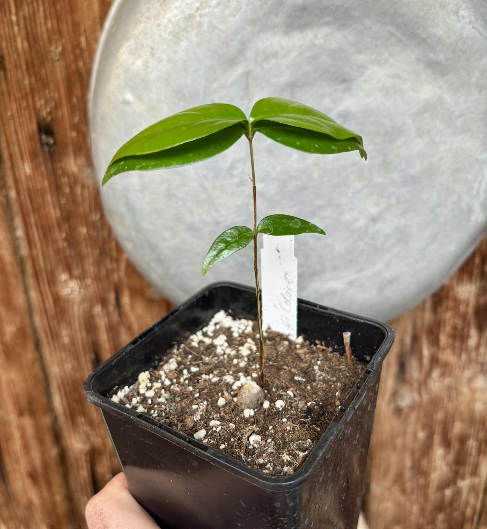 Eugenia uniflora var. Tutti Colore  - 1 small potted seedling / 1 kleiner, getopfter Sämling