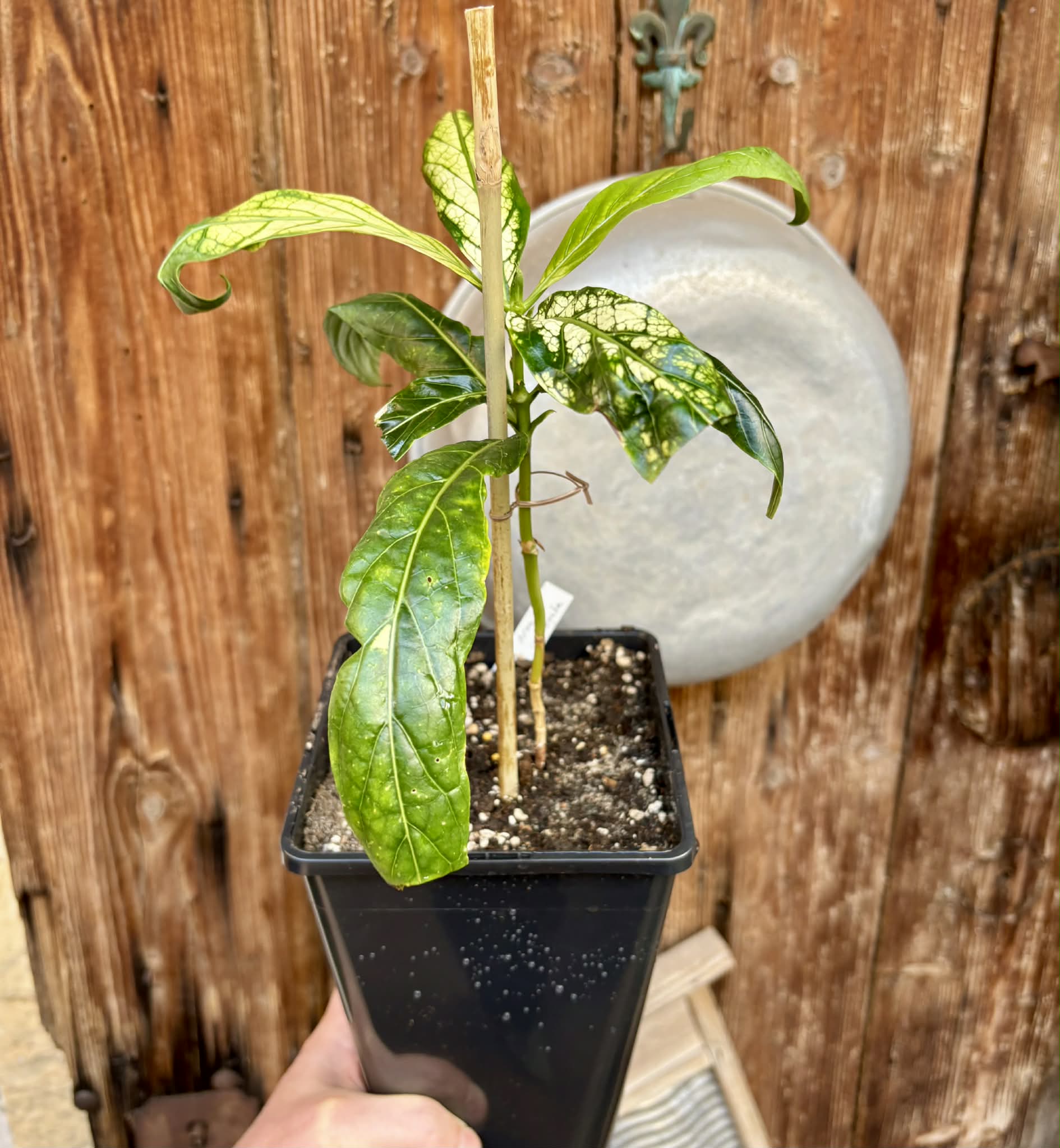 Noni Variegated (Morinda citrifolia) - 1 potted plant / 1 getopfte Pflanze