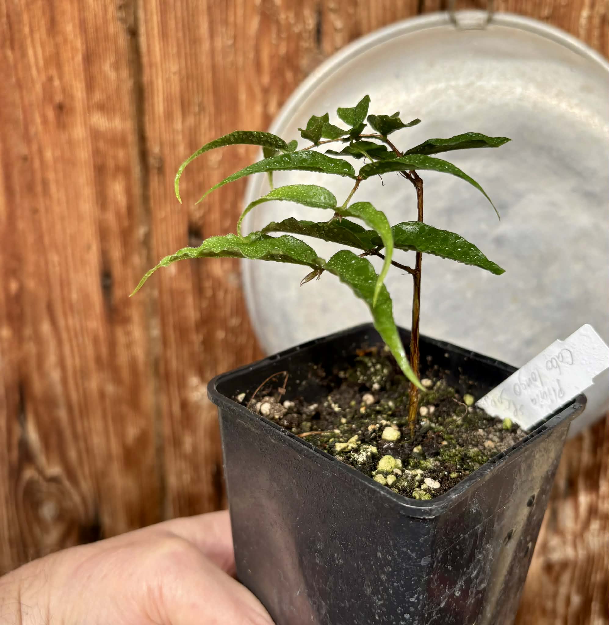 Plinia sp Cabo longo Sao Joao -  1 fresh potted seedling / 1 frisch getopfter Sämling