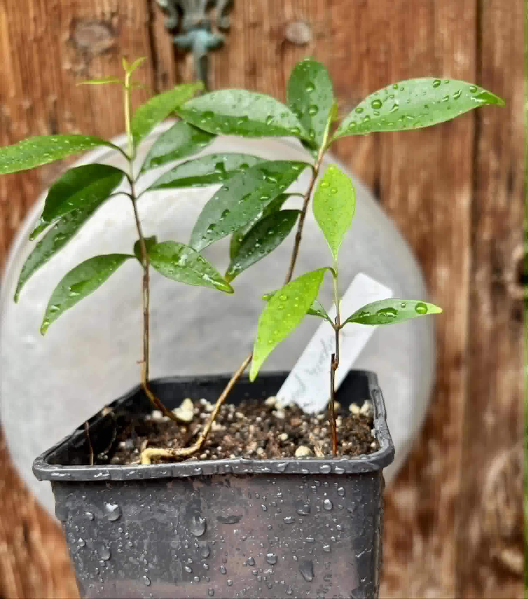 3 in 1 pot - Eugenia punicifolia - 3 seedlings in one pot / 3 Sämlinge in einem Topf