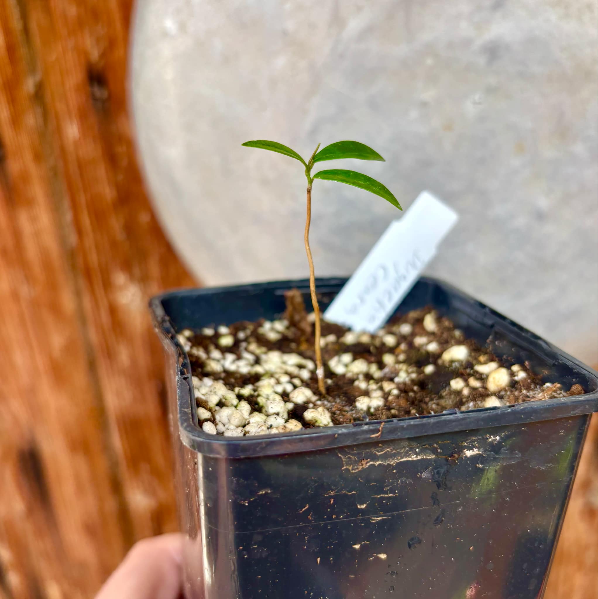 Duguetia sp Ceara - 1 small potted seedling / 1 kleiner, getopfter Sämling Duguetia sp Ceara - 1 small potted seedling / 1 kleiner, getopfter Sämling