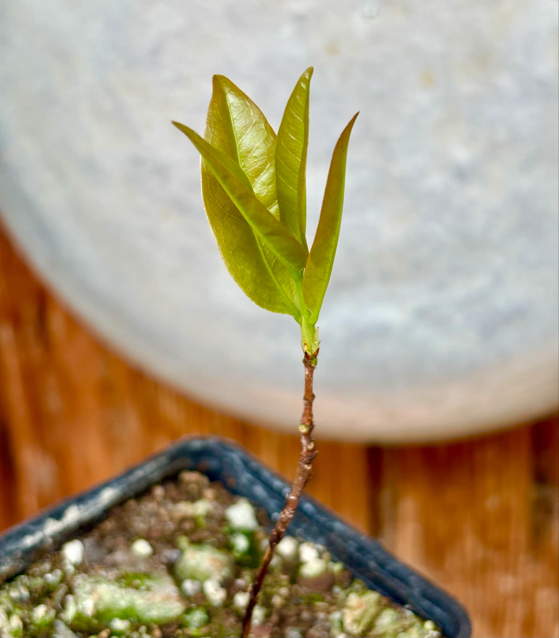 Cagaita (Eugenia dysenterica) - 1 potted seedling / 1 getopfter Sämling