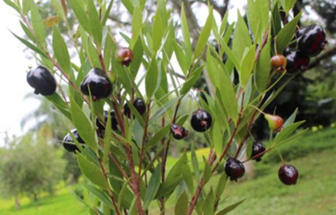 Pre Order - Cambui do Rio Parnaiba (Eugenia biflora) -  1 fresh seed / 1 frischer Samen