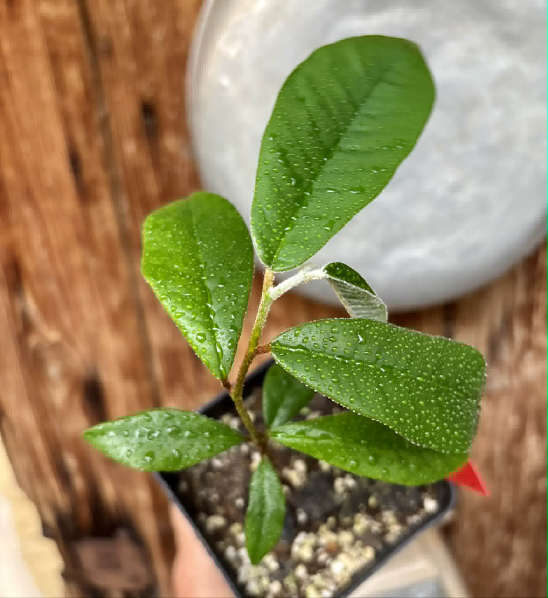 Chrysophyllum januariense  -  1 potted seedling / 1 getopfter Sämling