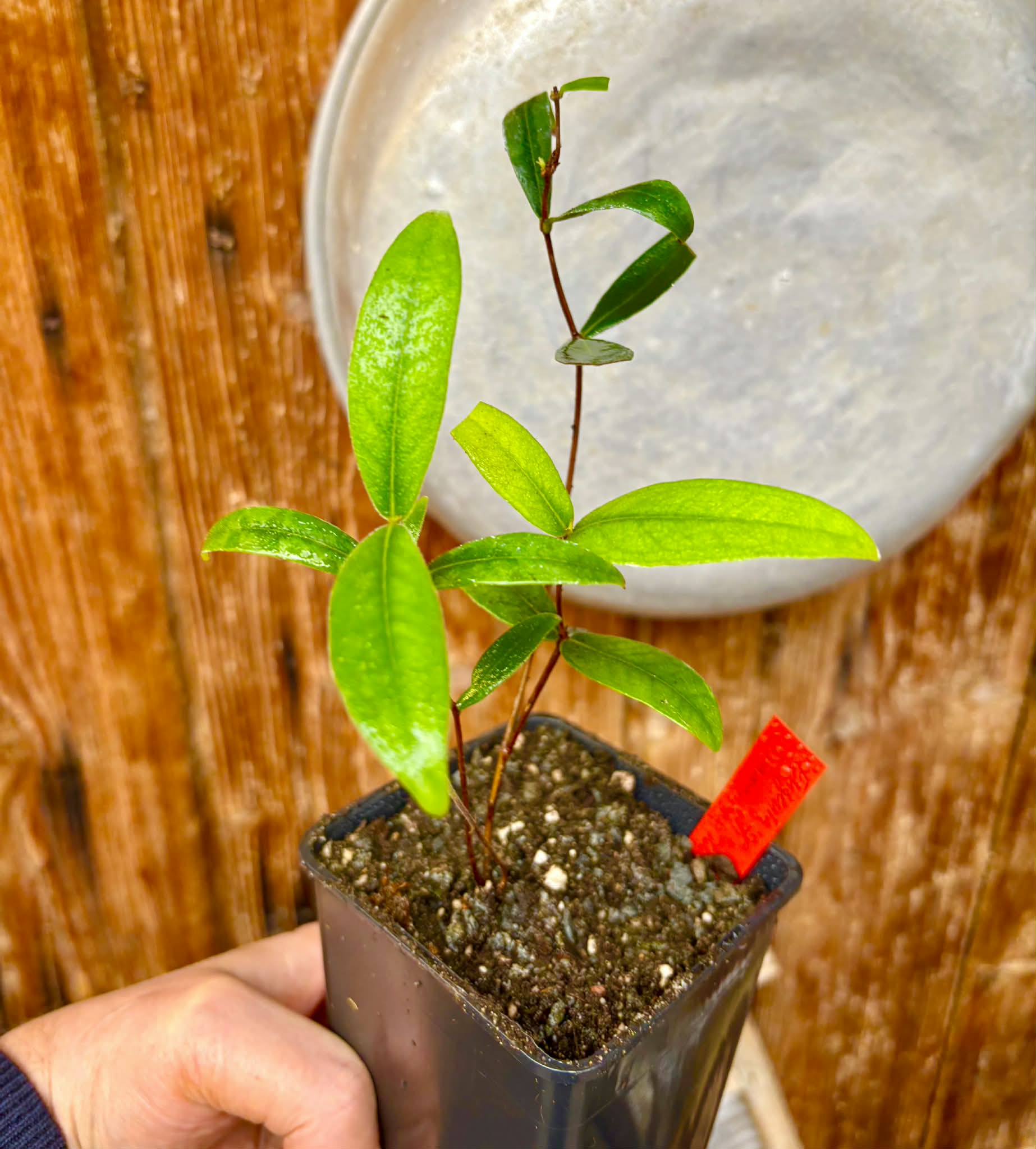 over 2 years old - Eugenia sp. Diamantina Nova - 1 potted plant / 1 getopfte Pflanze