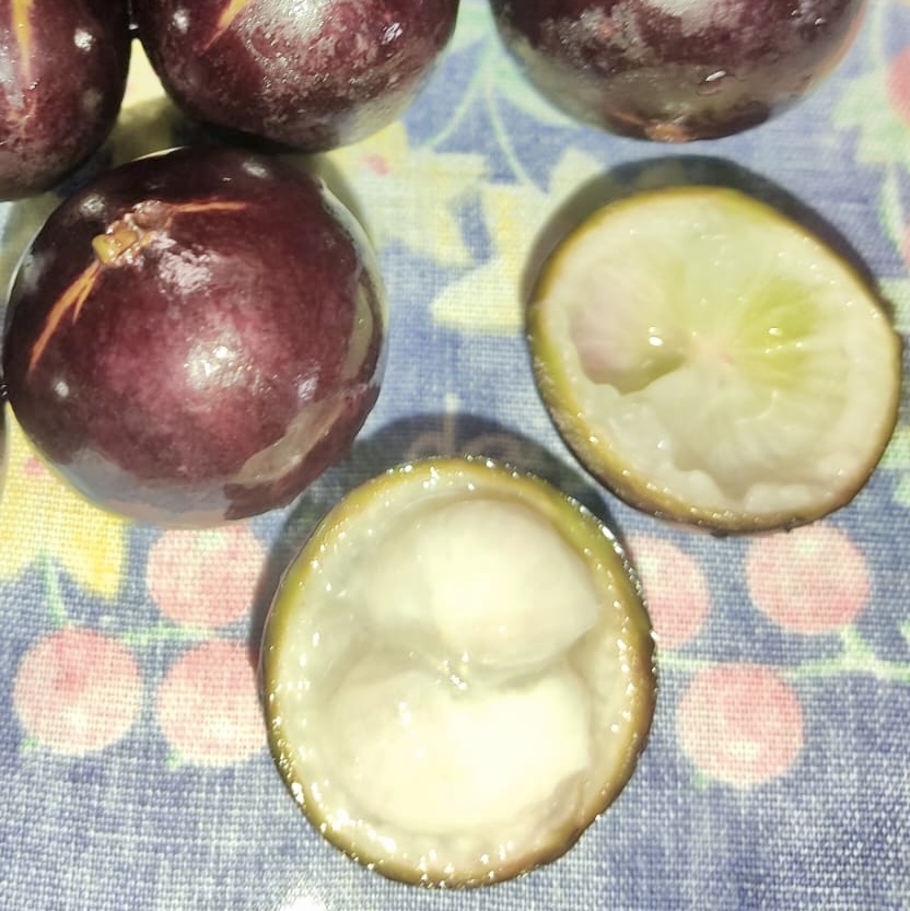 Plinia sp. Listrada - 1 fresh seed / 1 frischer Samen