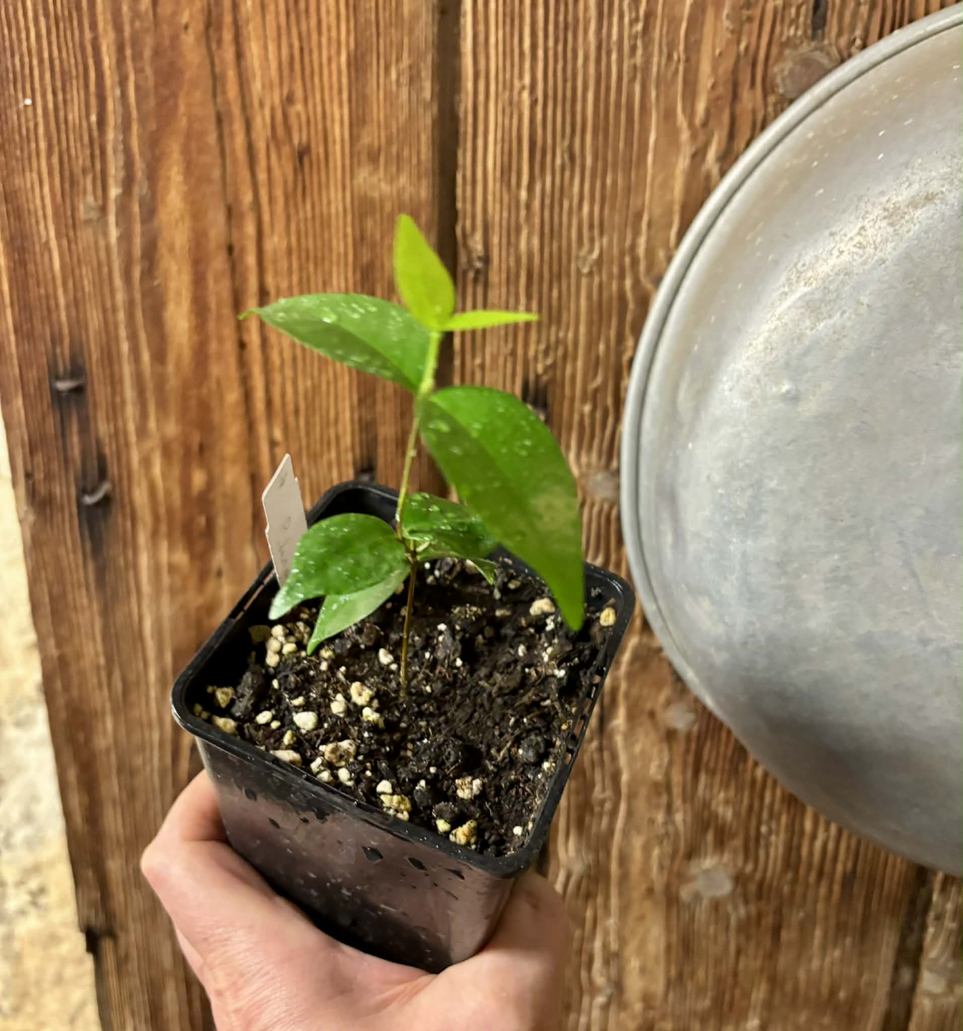 Eugenia uniflora var. Gigante Pitangao  - 1 potted seedling / 1 getopfter Sämling