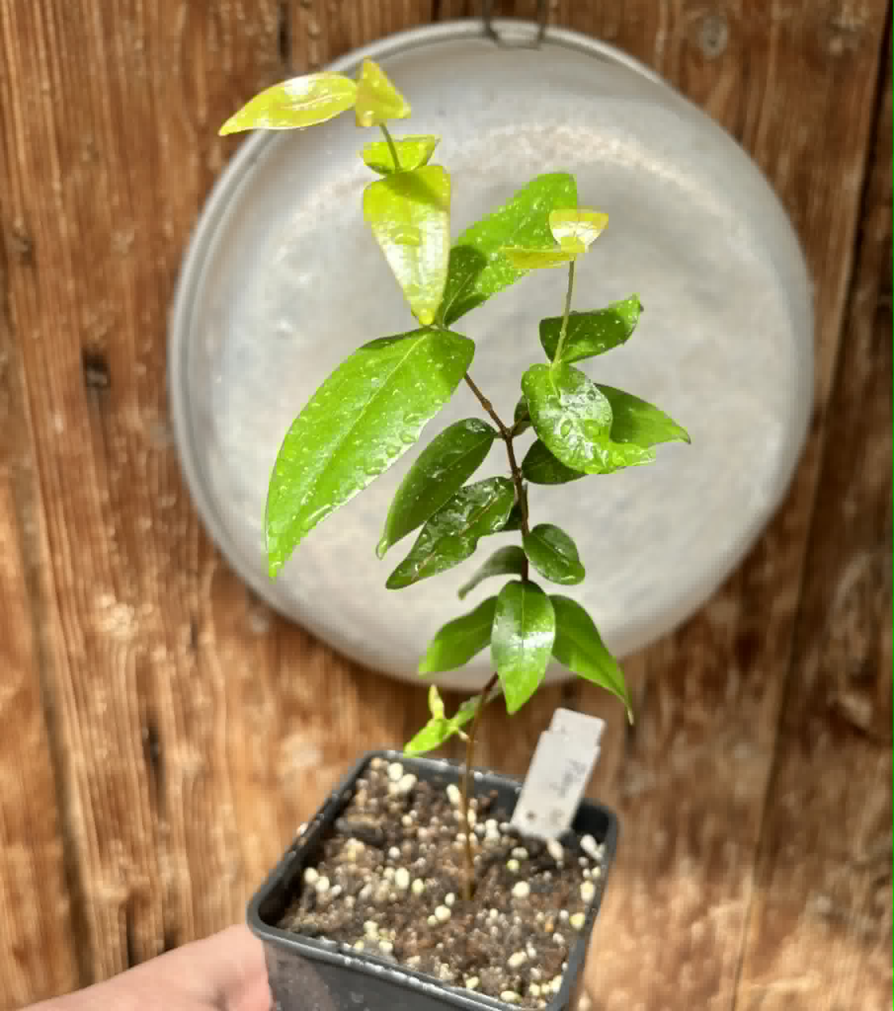 Eugenia uniflora var. red  - cultivated variety / 1 potted plant / 1 getopfte Pflanze