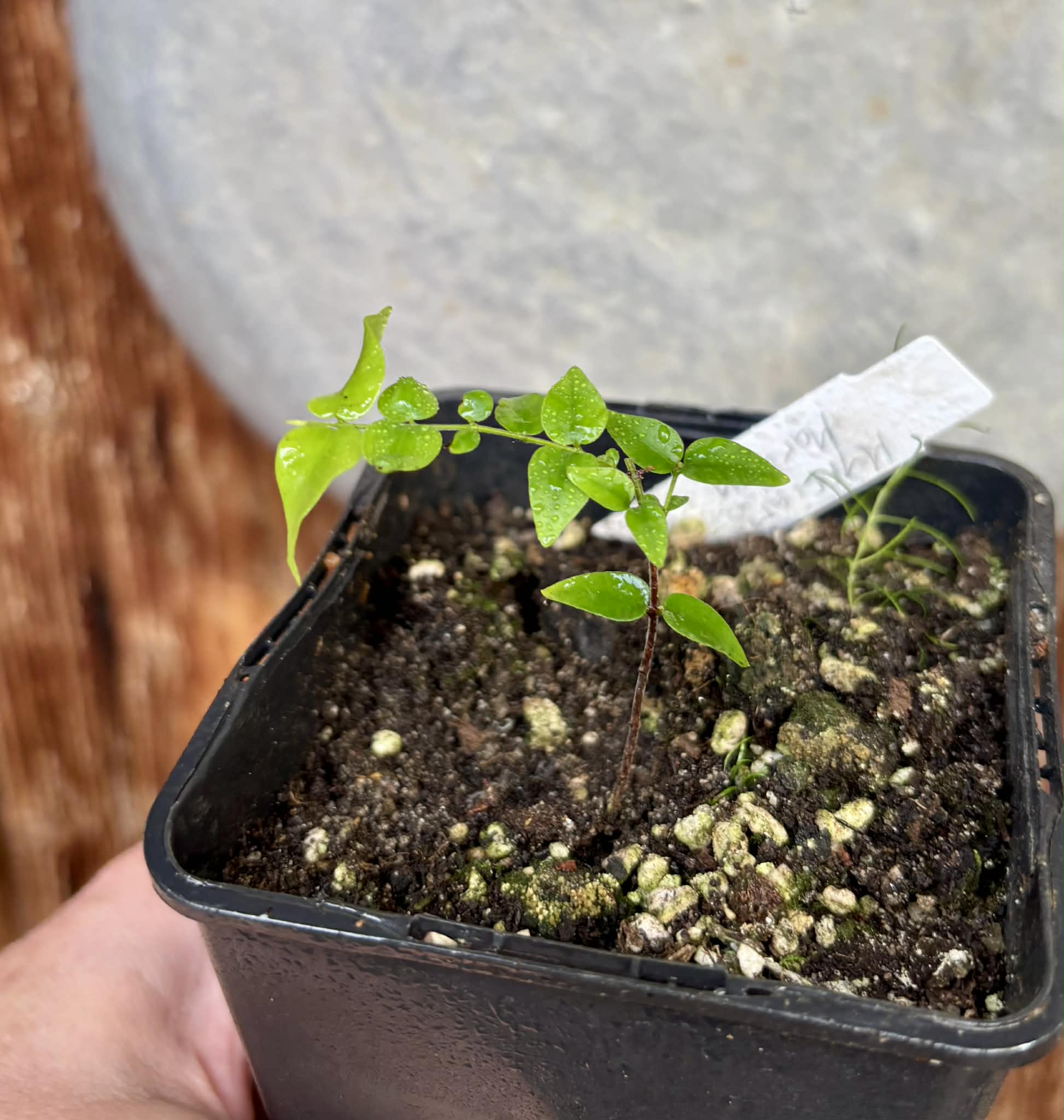 Myrciaria sp Maruim - 1 potted seedling / 1 getopfter Sämling