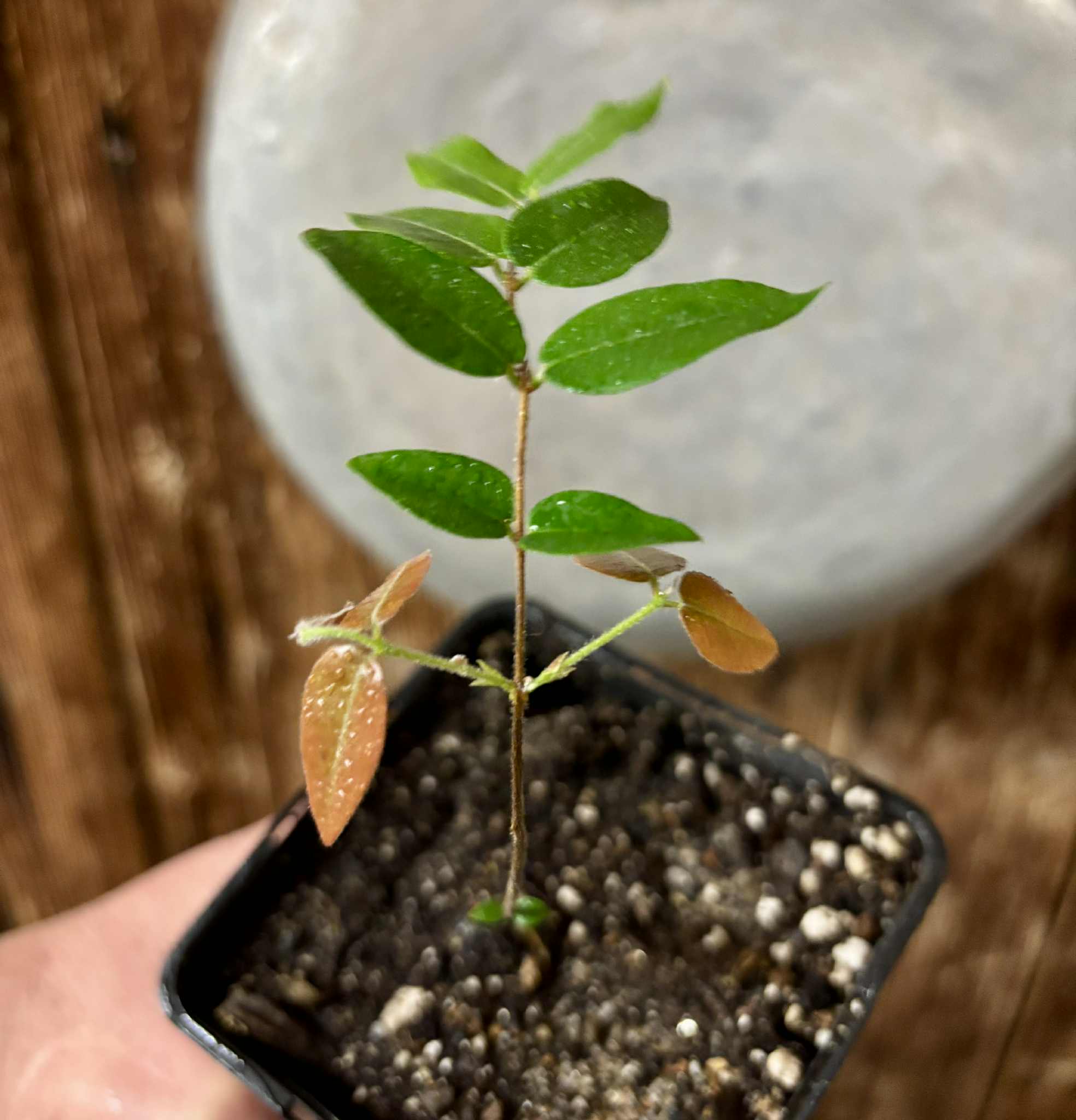 Myrciaria aff plinioides-  1 potted seedling / 1 getopfter Sämling